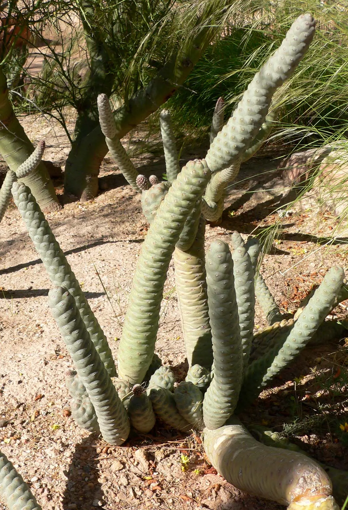 Paper Spine Cactus (Tephrocactus Articulatus) — or as a standalone feature