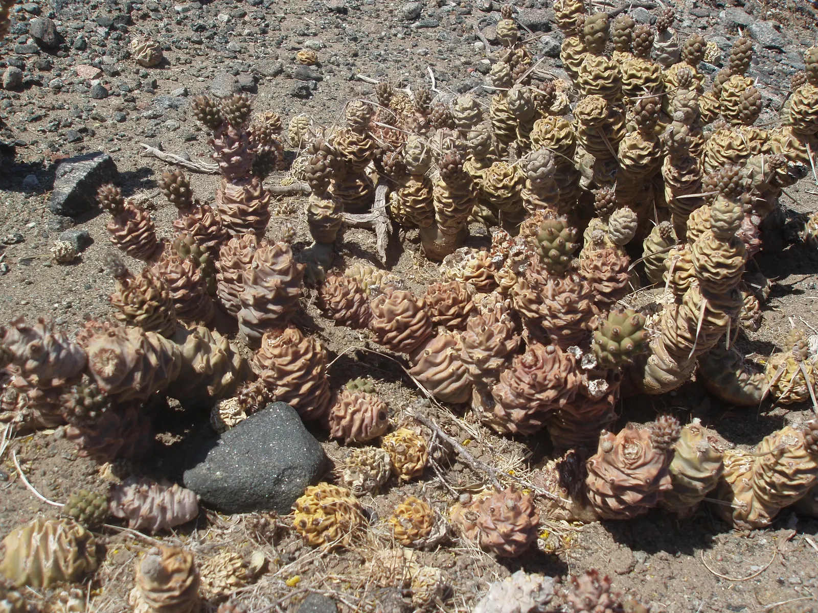 Paper Spine Cactus (Tephrocactus Articulatus) — Paper Spine Cactus (Tephrocactus articulatus) is a distinctive cluster-forming cactus; full sun to partial shade