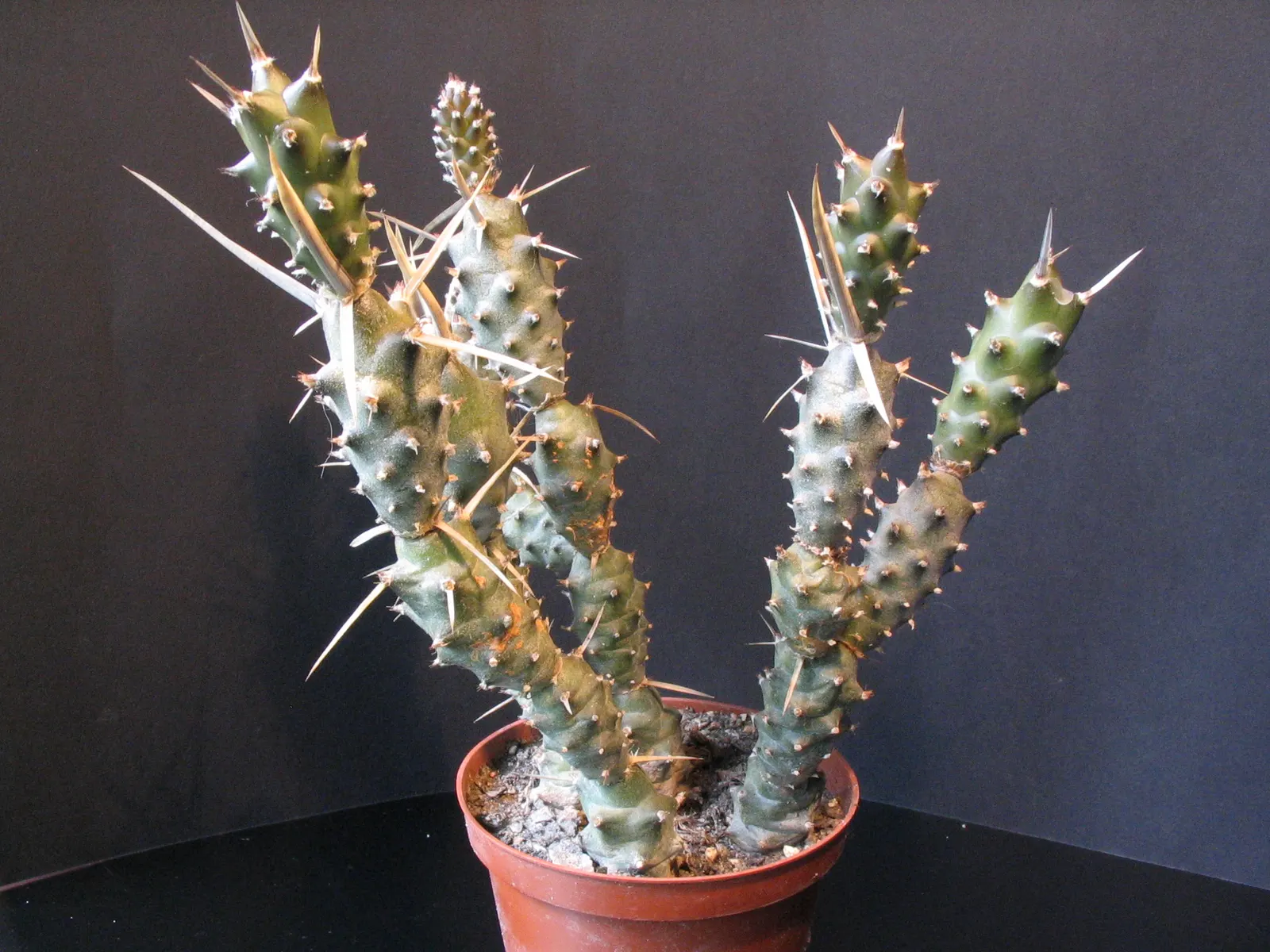 Paper Spine Cactus (Tephrocactus Articulatus) — this cactus requires minimal watering