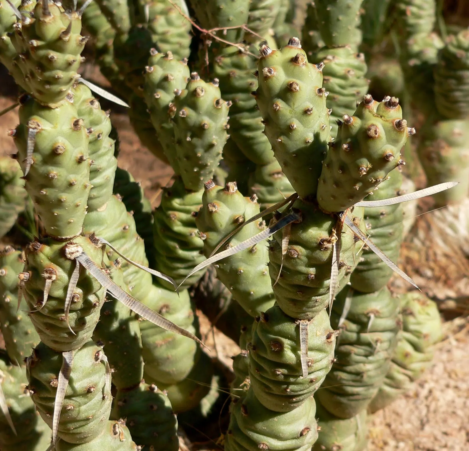 Paper Spine Cactus (Tephrocactus Articulatus) — <br><br>Paper Spine Cacti are adorned with peculiar