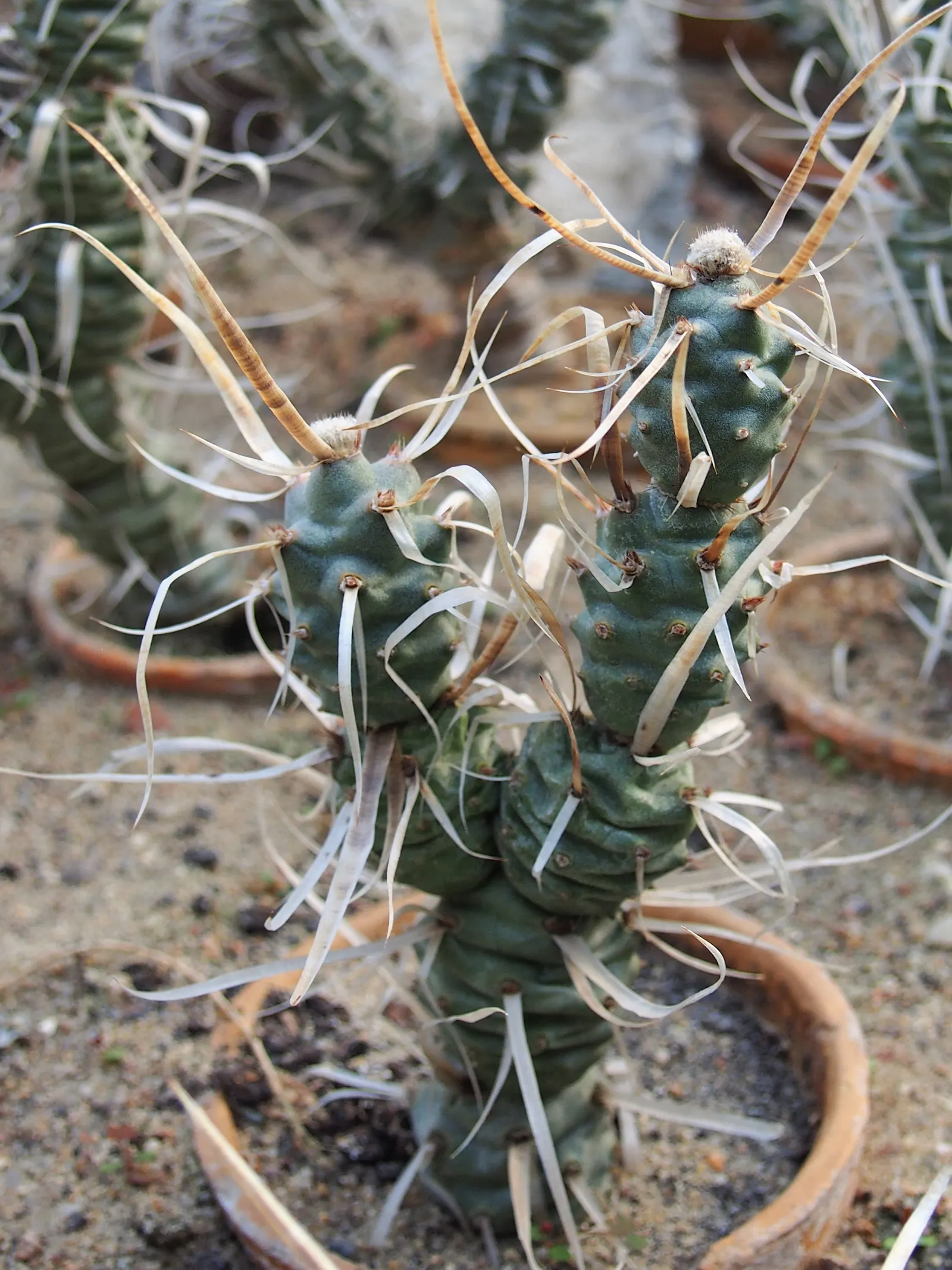 Paper Spine Cactus (Tephrocactus Articulatus) — and it thrives in zones 9-11