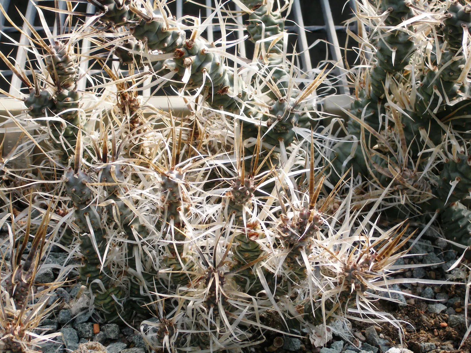 Paper Spine Cactus (Tephrocactus Articulatus) — Given its drought-tolerant nature