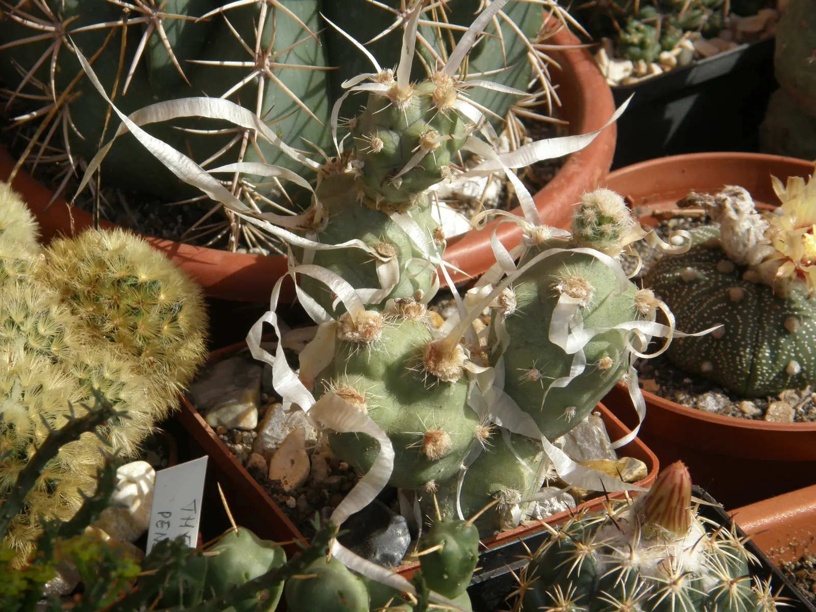 Paper Spine Cactus (Tephrocactus Articulatus) — ensuring a striking conversation piece in their garden