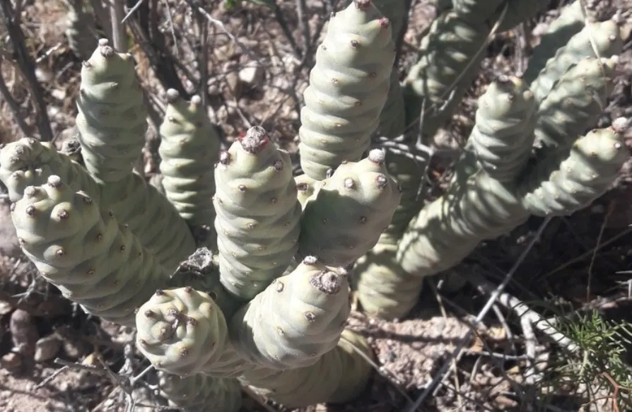 Paper Spine Cactus (Tephrocactus Articulatus) — This cactus is characterized by its segmented growth