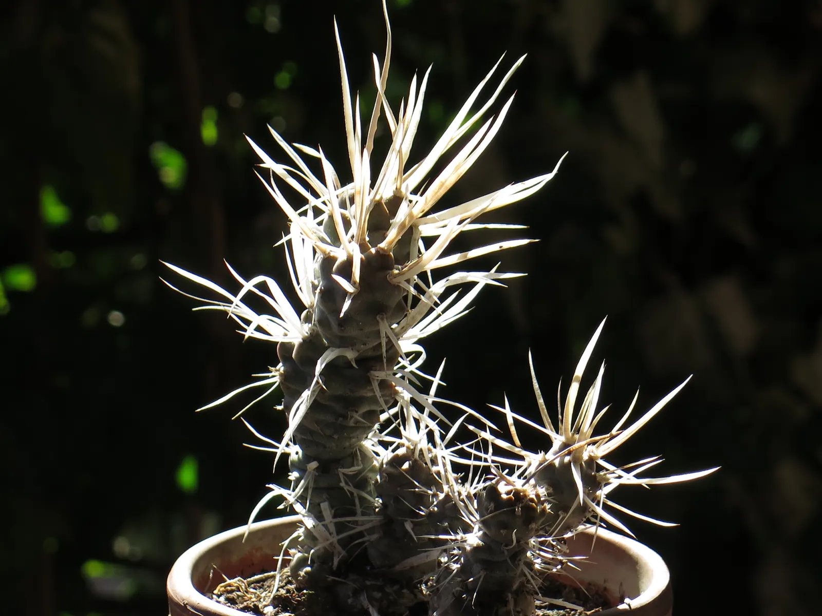 Paper Spine Cactus (Tephrocactus Articulatus) — allowing for strategic placement without overwhelming nearby plantings