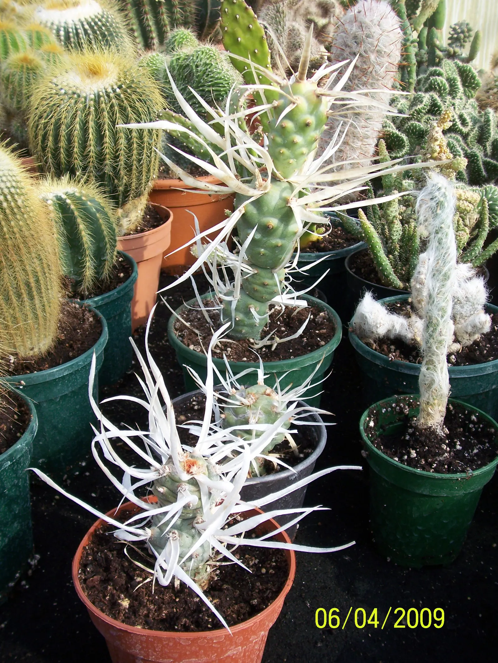 Paper Spine Cactus (Tephrocactus Articulatus) — cactus / succulent for full or half