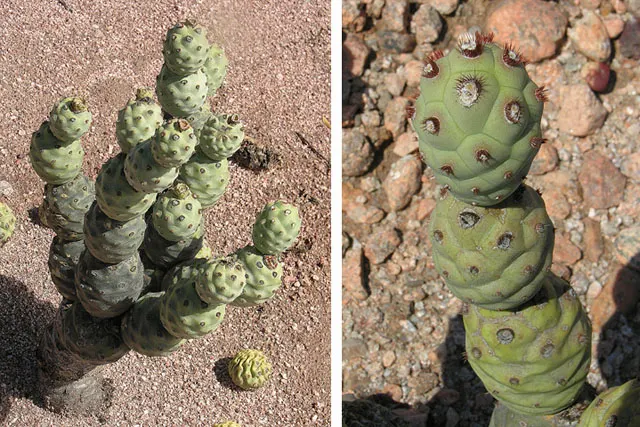 Paper Spine Cactus (Tephrocactus Articulatus) — depending on sun exposure and water levels