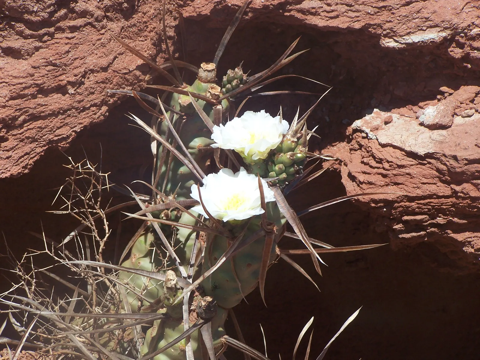 Paper Spine Cactus (Tephrocactus Articulatus) — Segments readily detach and contribute to this species' propagation