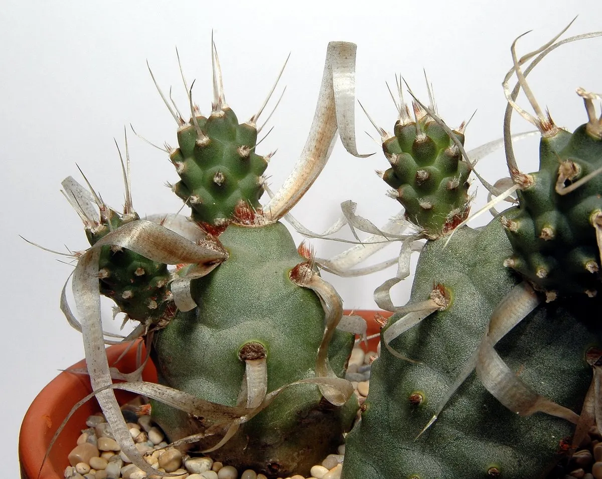 Paper Spine Cactus (Tephrocactus Articulatus) — commonly referred to as the Paper Spine Cactus