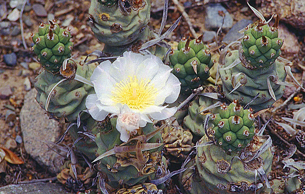 Paper Spine Cactus (Tephrocactus Articulatus) — meaning care should be taken when situating in areas with foot traffic