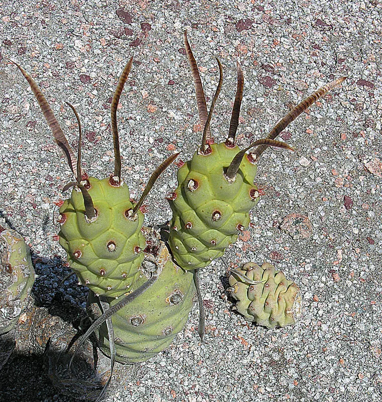Paper Spine Cactus (Tephrocactus Articulatus) — These spines, despite their delicate appearance, form a protective barrier for the cactus