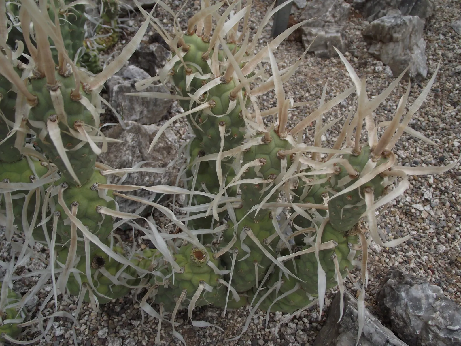 Paper Spine Cactus (Tephrocactus Articulatus) — full sun to partial shade; making it an excellent candidate for water-conscious designs and xeriscaping