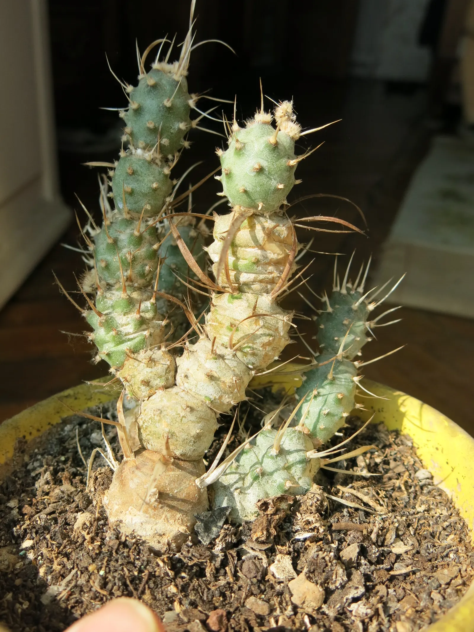 Paper Spine Cactus (Tephrocactus Articulatus) — meaning care should be taken when situating in areas with foot traffic; or as a standalone feature