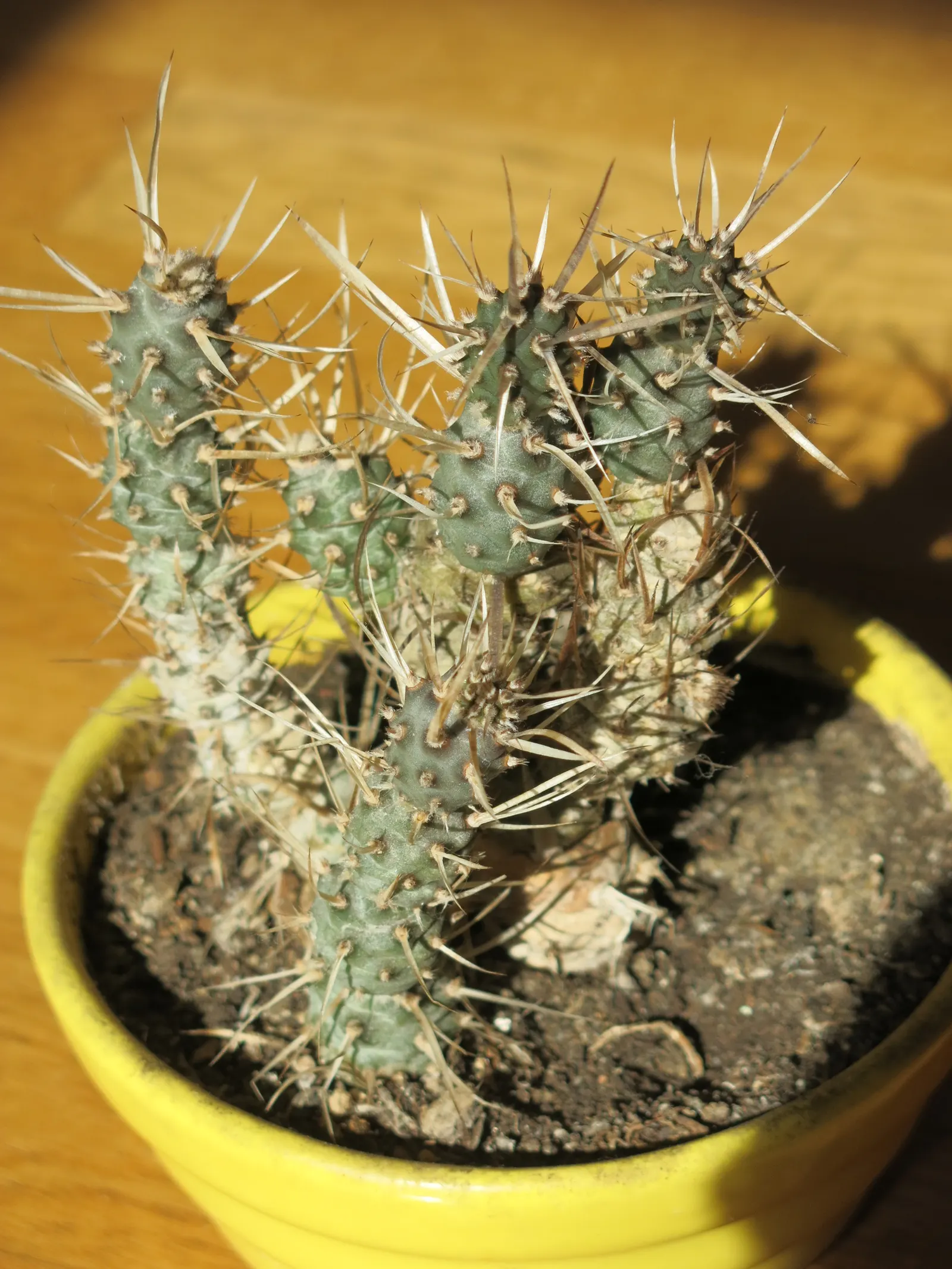 Paper Spine Cactus (Tephrocactus Articulatus) — with each cylindrical stem segment typically measuring about 1 to 2 inches in diameter; segments readily detach