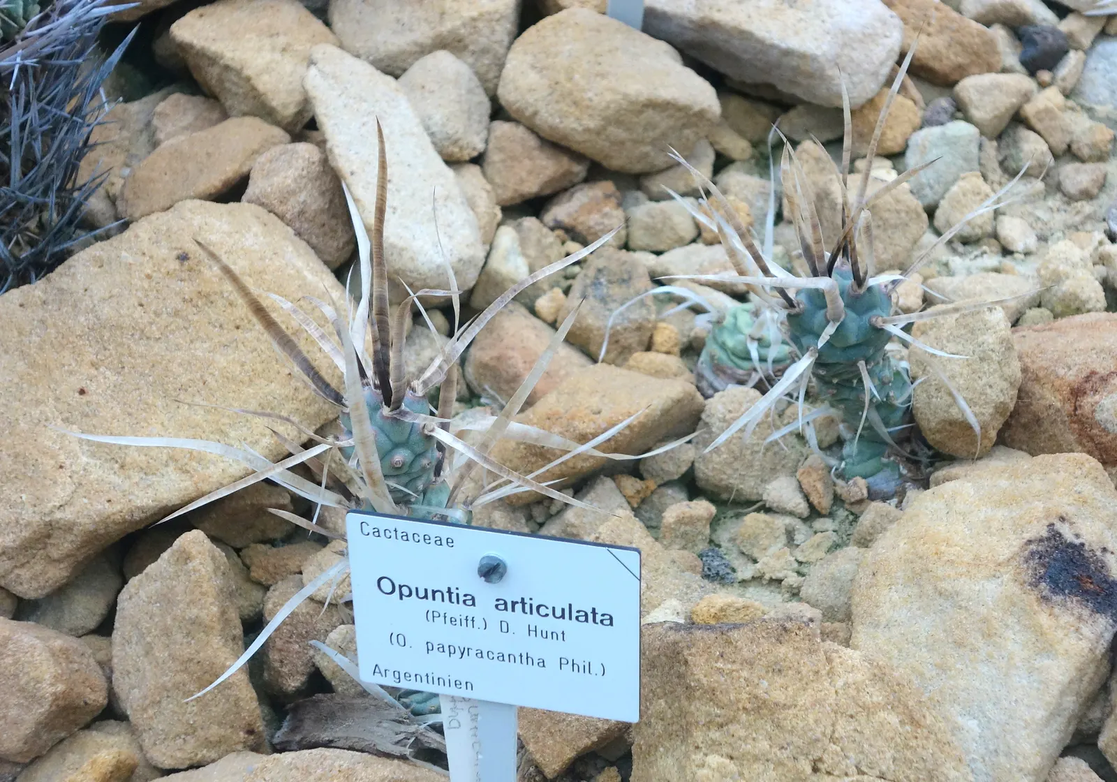 Paper Spine Cactus (Tephrocactus Articulatus) — Be mindful that it generally reaches a mature height of 6 to 12 inches with a similar spread