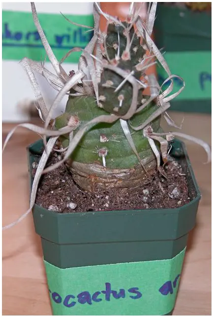 Paper Spine Cactus (Tephrocactus Articulatus) — Sphere-shaped segments grow up to 2 inches in diameter, detaching easily to propagate; with each cylindrical