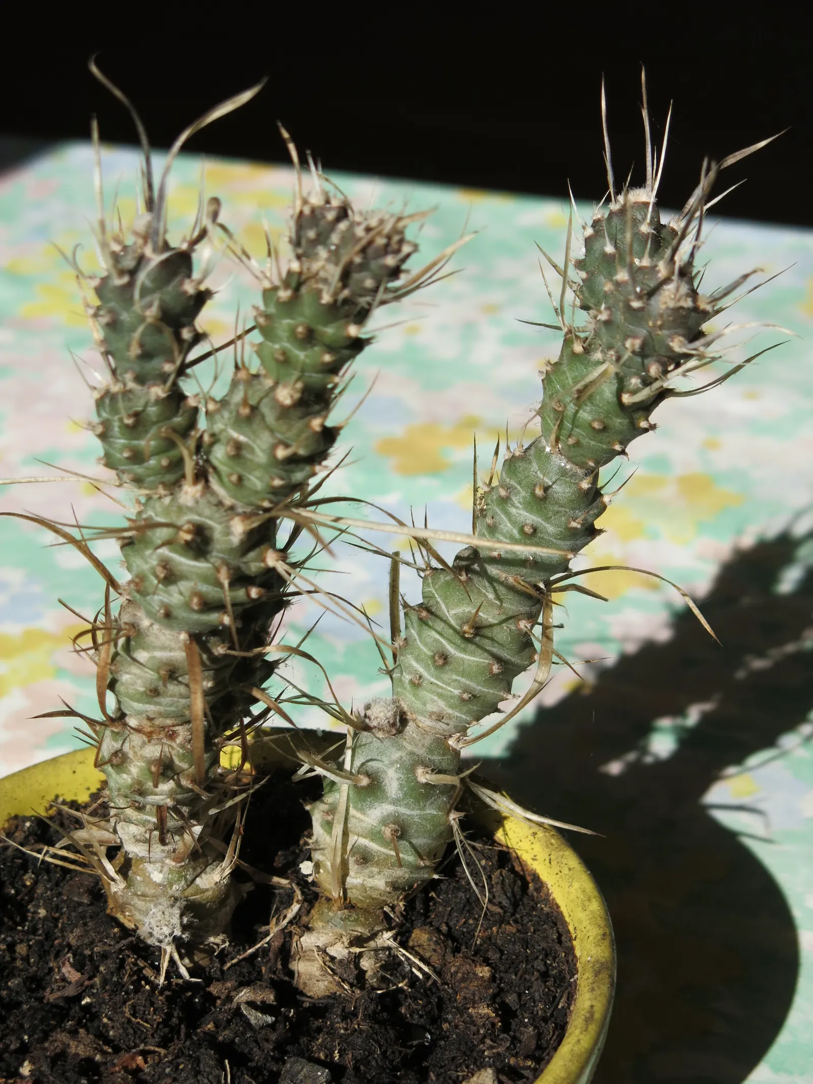 Paper Spine Cactus (Tephrocactus Articulatus) — commonly referred to as the Paper Spine Cactus; which can grow up to approximately 1 inch long