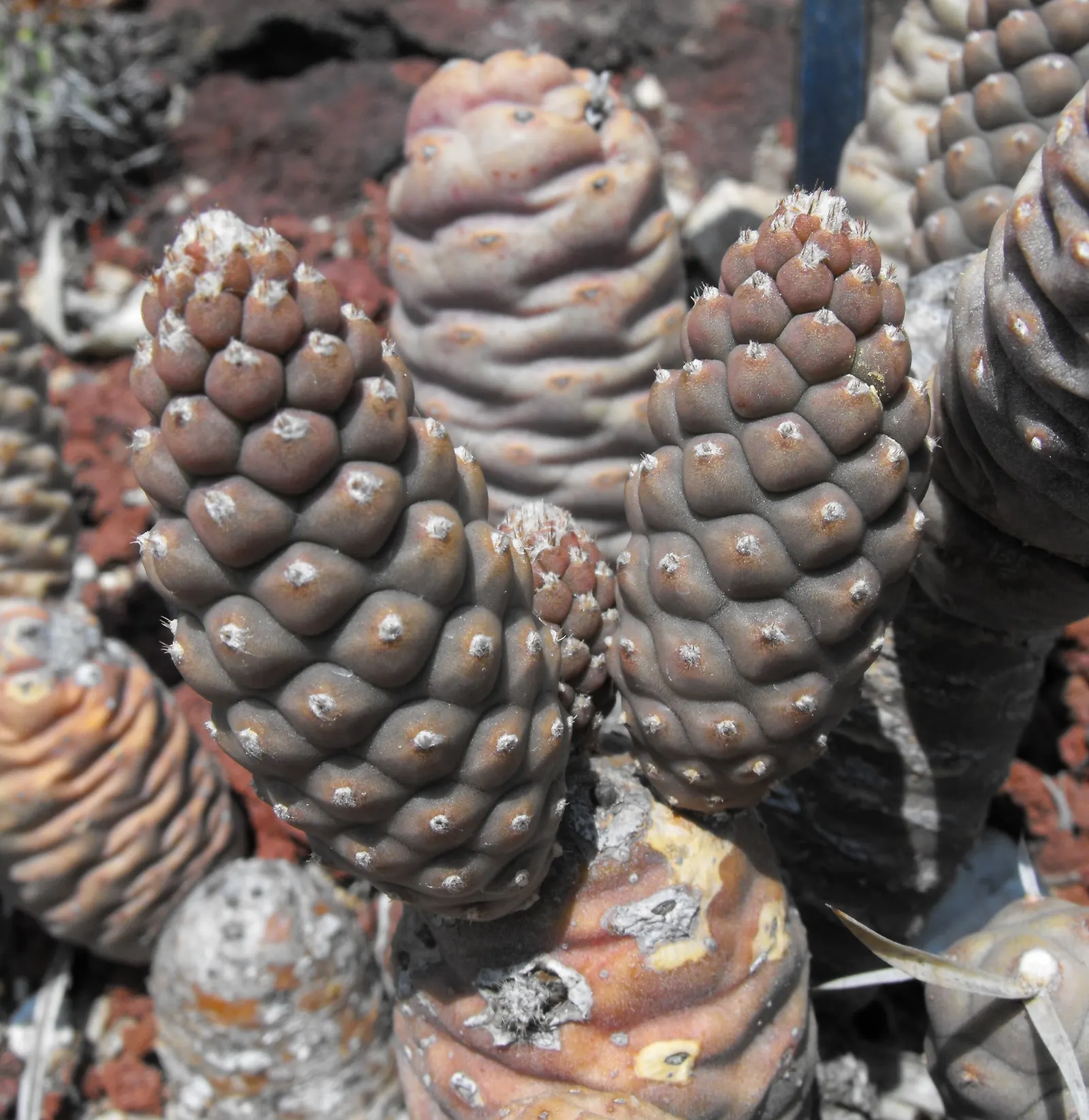 Paper Spine Cactus (Tephrocactus Articulatus) — The plant exhibits a pale green to blue-green hue; given its drought-tolerant nature
