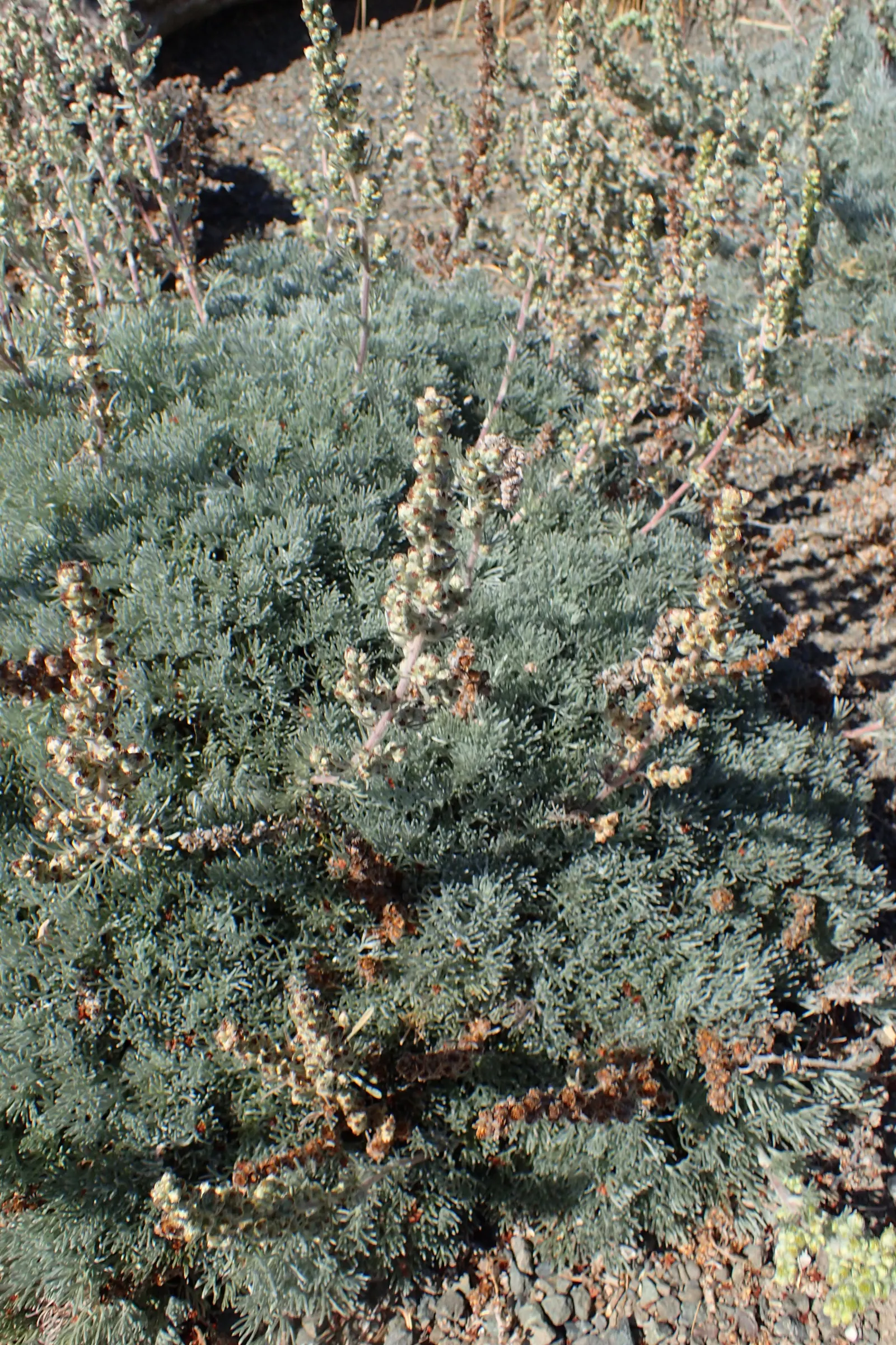 Sandhill Sage, Coast Sagebrush (Artemisia Pycnocephala) — thriving under full sun exposure