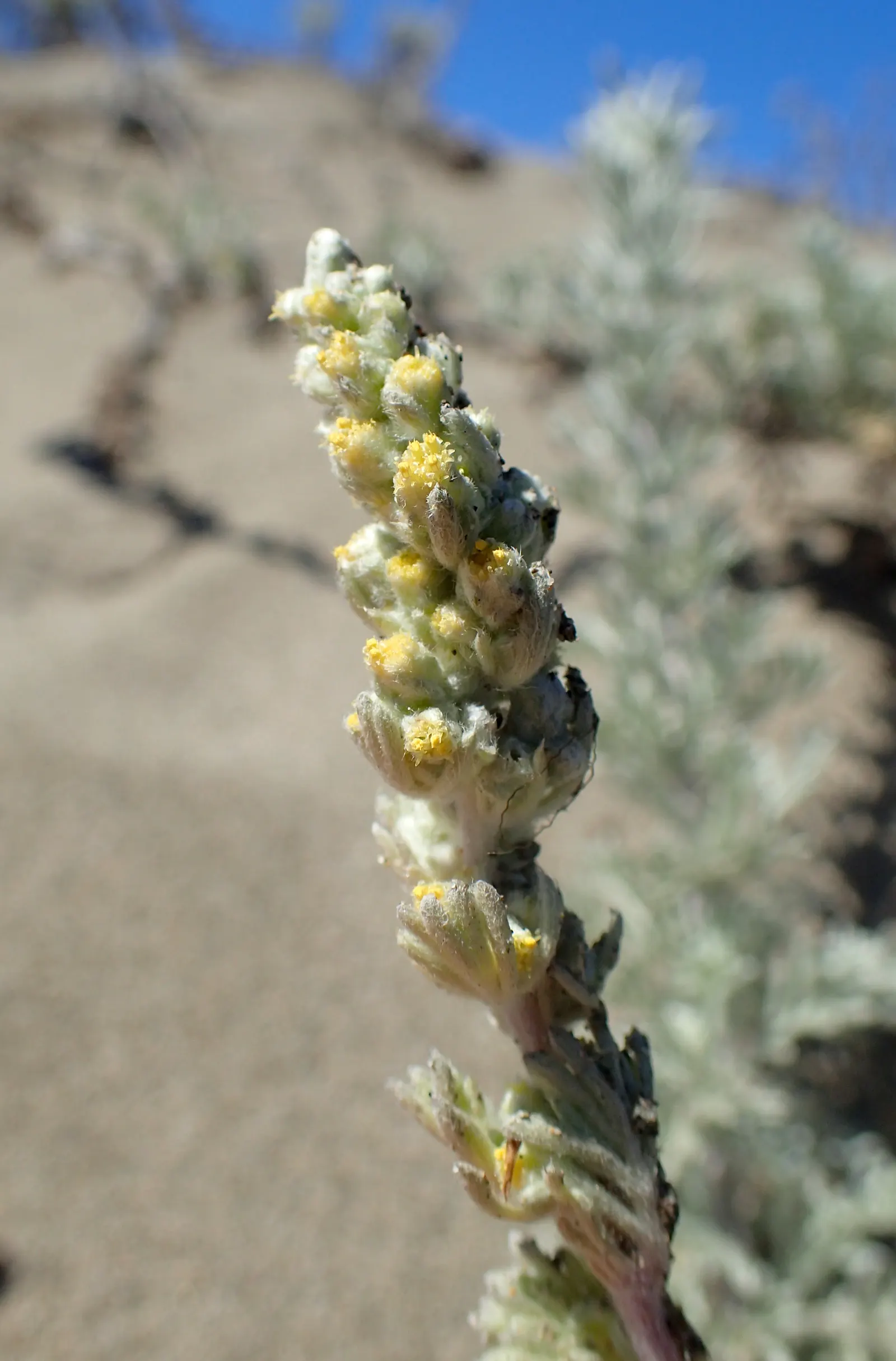 Sandhill Sage, Coast Sagebrush (Artemisia Pycnocephala) — commonly known as Sandhill Sage or Coast Sagebrush