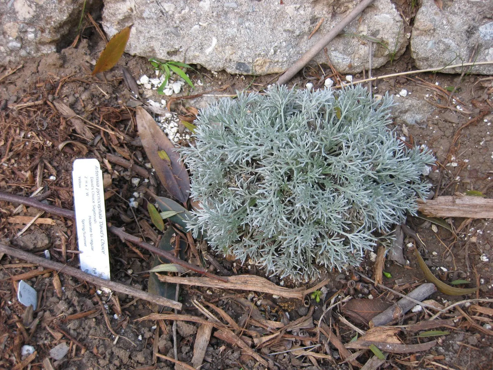 Sandhill Sage, Coast Sagebrush (Artemisia Pycnocephala) — Growing to a height of about 1 to 3 feet high