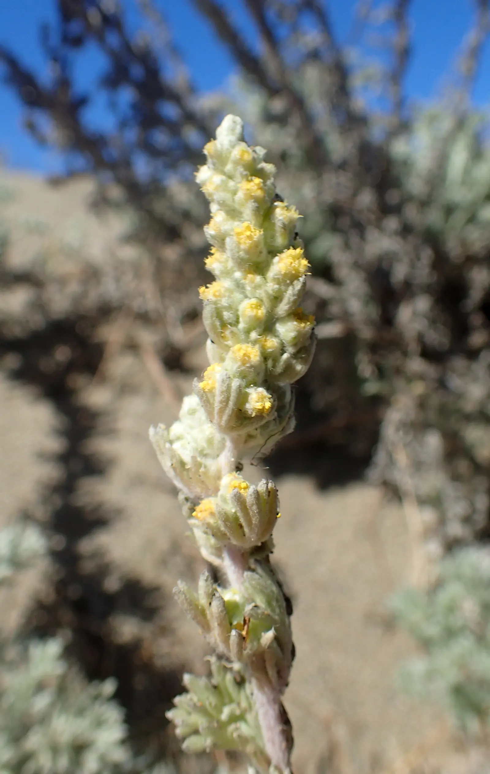 Sandhill Sage, Coast Sagebrush (Artemisia Pycnocephala) — is a hardy perennial native to coastal California