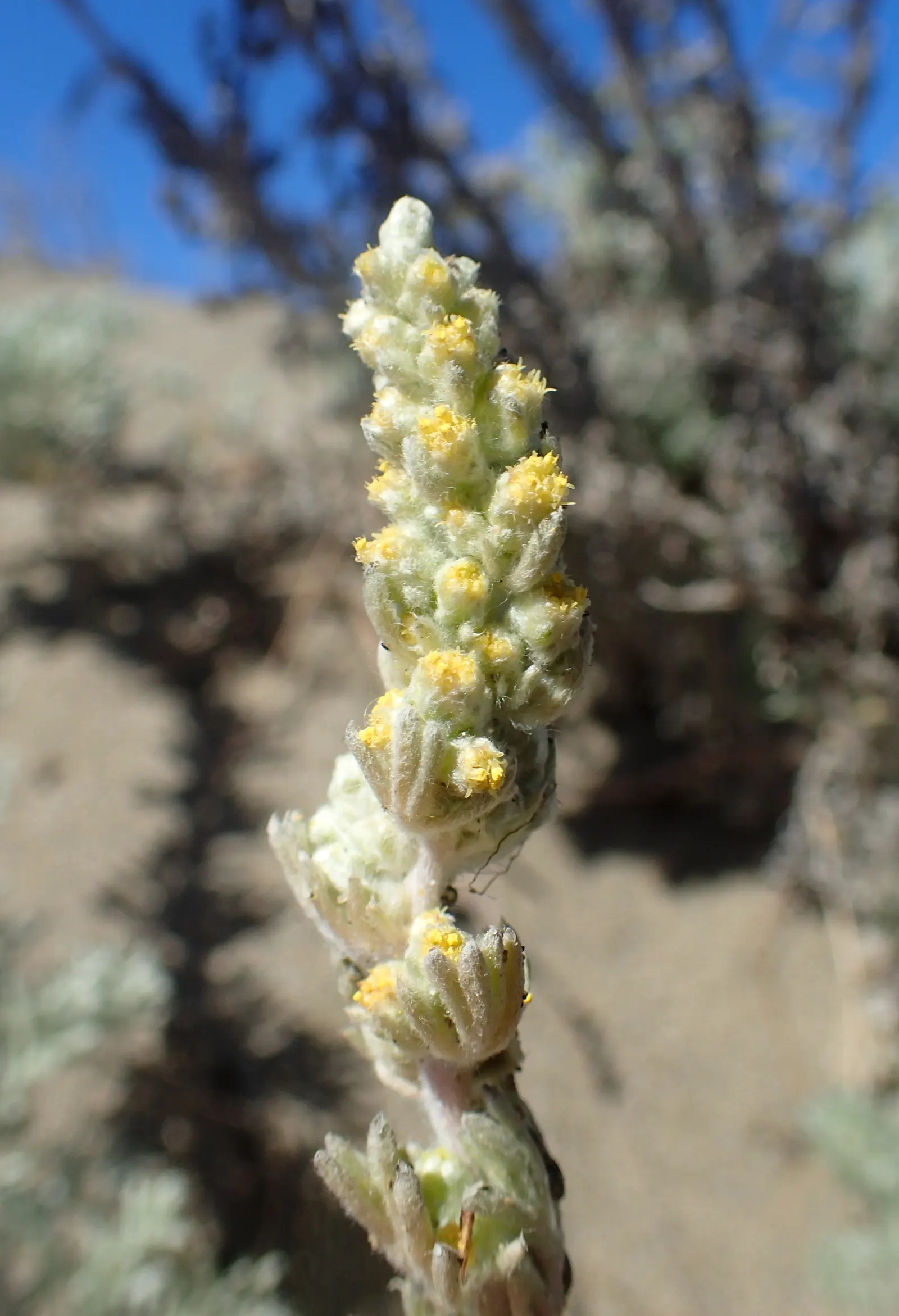 Sandhill Sage, Coast Sagebrush (Artemisia Pycnocephala) — Ideal for low-water landscapes and coastal gardens, it attracts pollinators while resisting deer