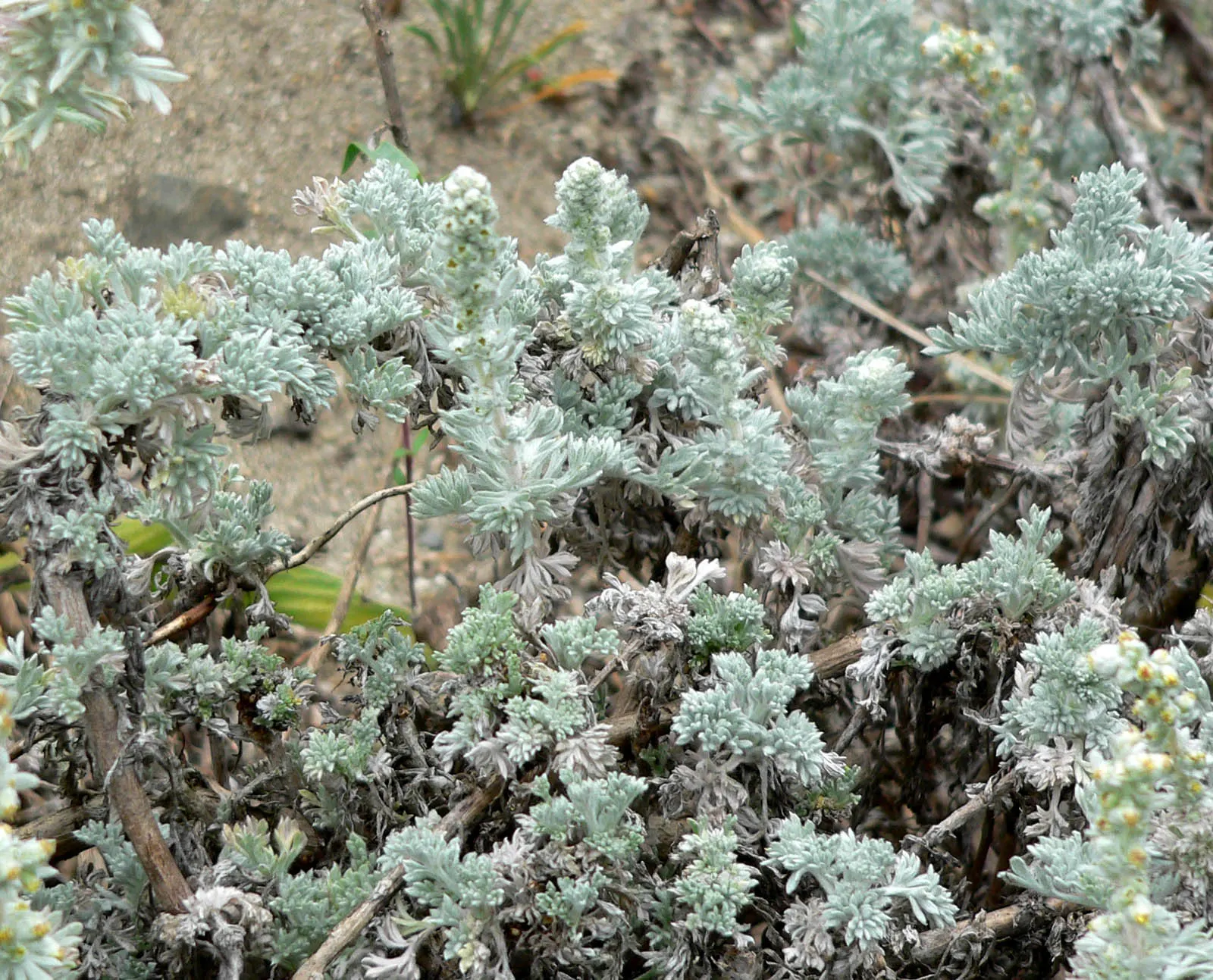 Sandhill Sage, Coast Sagebrush (Artemisia Pycnocephala) — its compact nature makes it an excellent choice for gardeners seeking a low-lying shrub with a natural