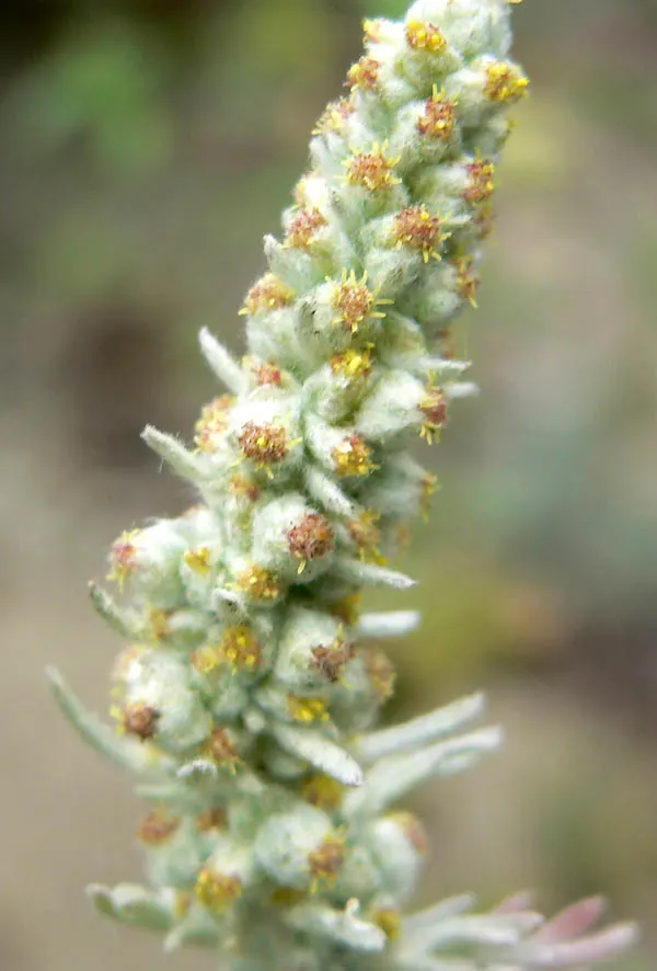 Sandhill Sage, Coast Sagebrush (Artemisia Pycnocephala) — The Sandhill Sage prefers well-draining soil and is drought tolerant