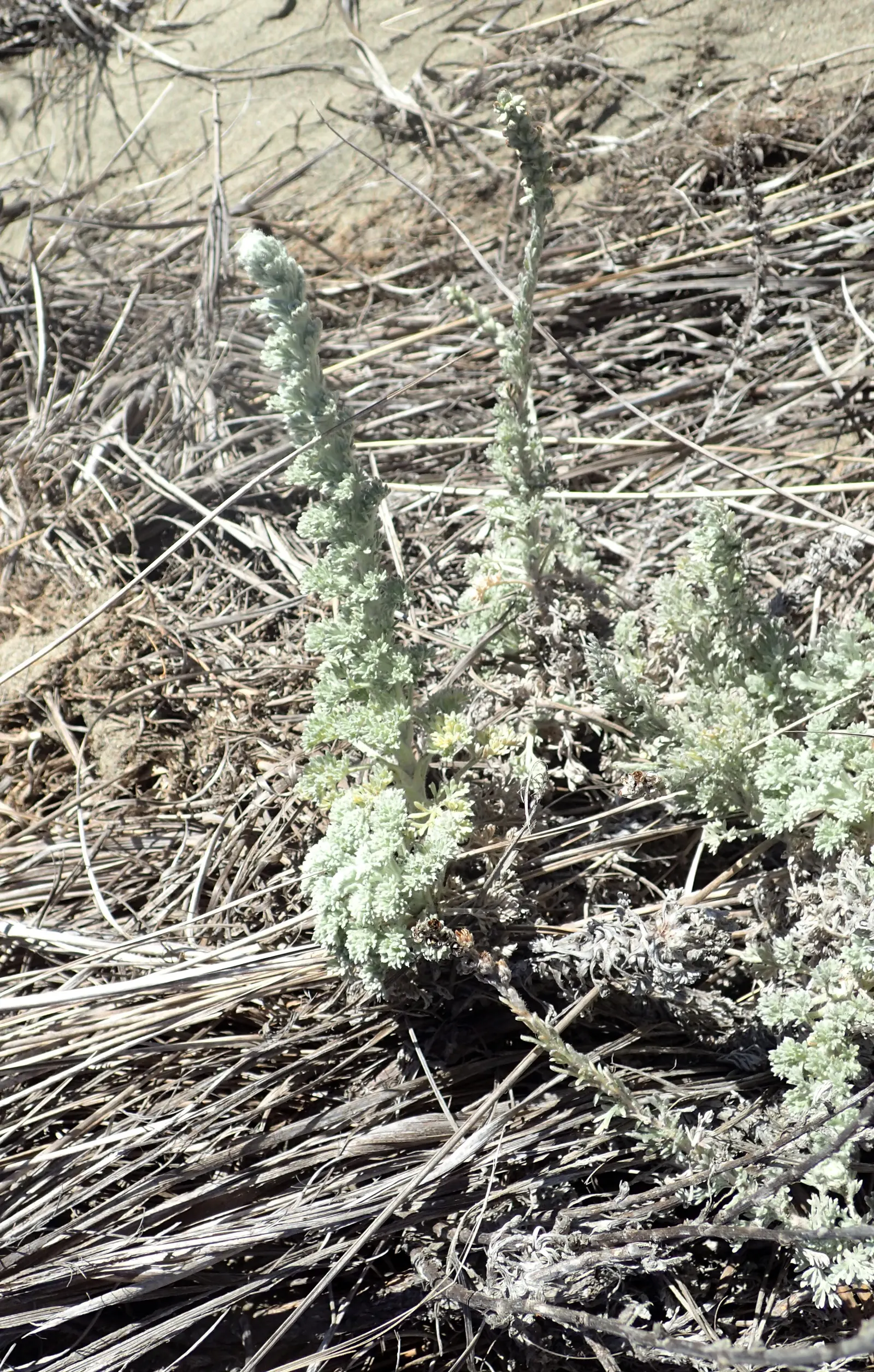 Sandhill Sage, Coast Sagebrush (Artemisia Pycnocephala) — This drought-tolerant shrub thrives in full sun and well-drained soils