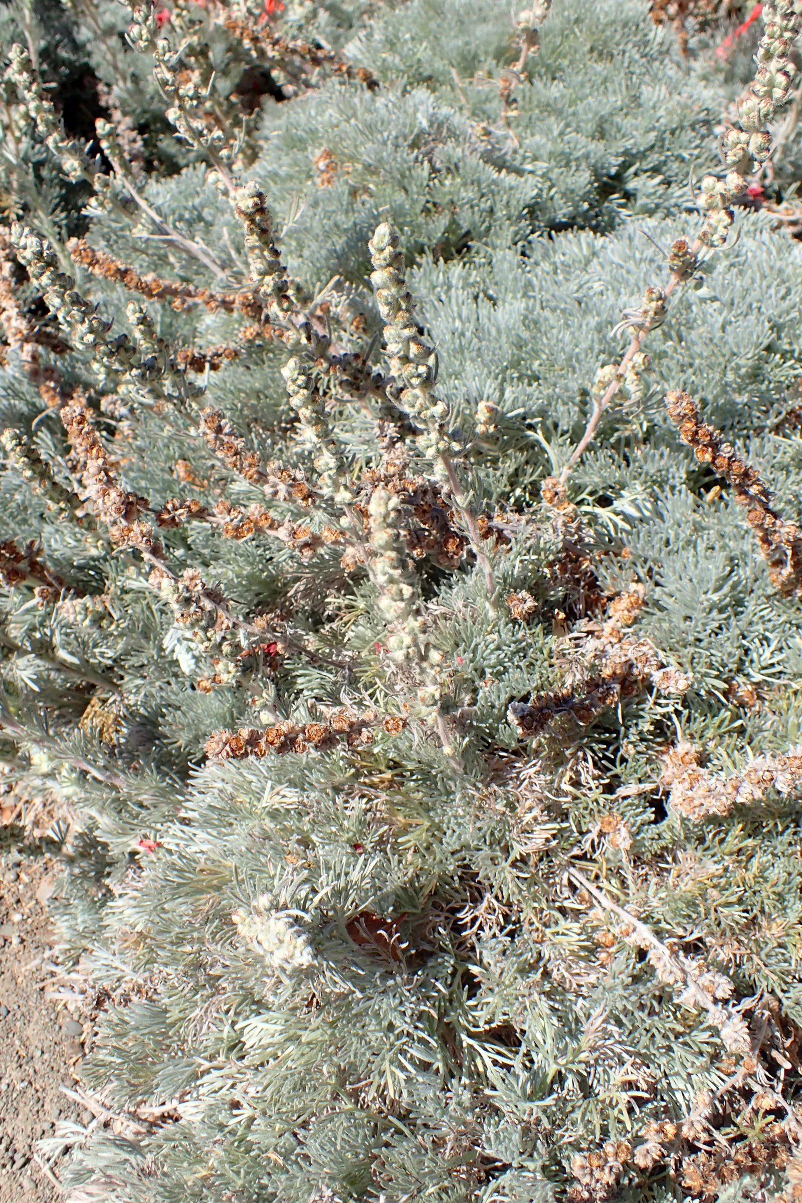 Sandhill Sage, Coast Sagebrush (Artemisia Pycnocephala) — aromatic fragrance when brushed against or crushed