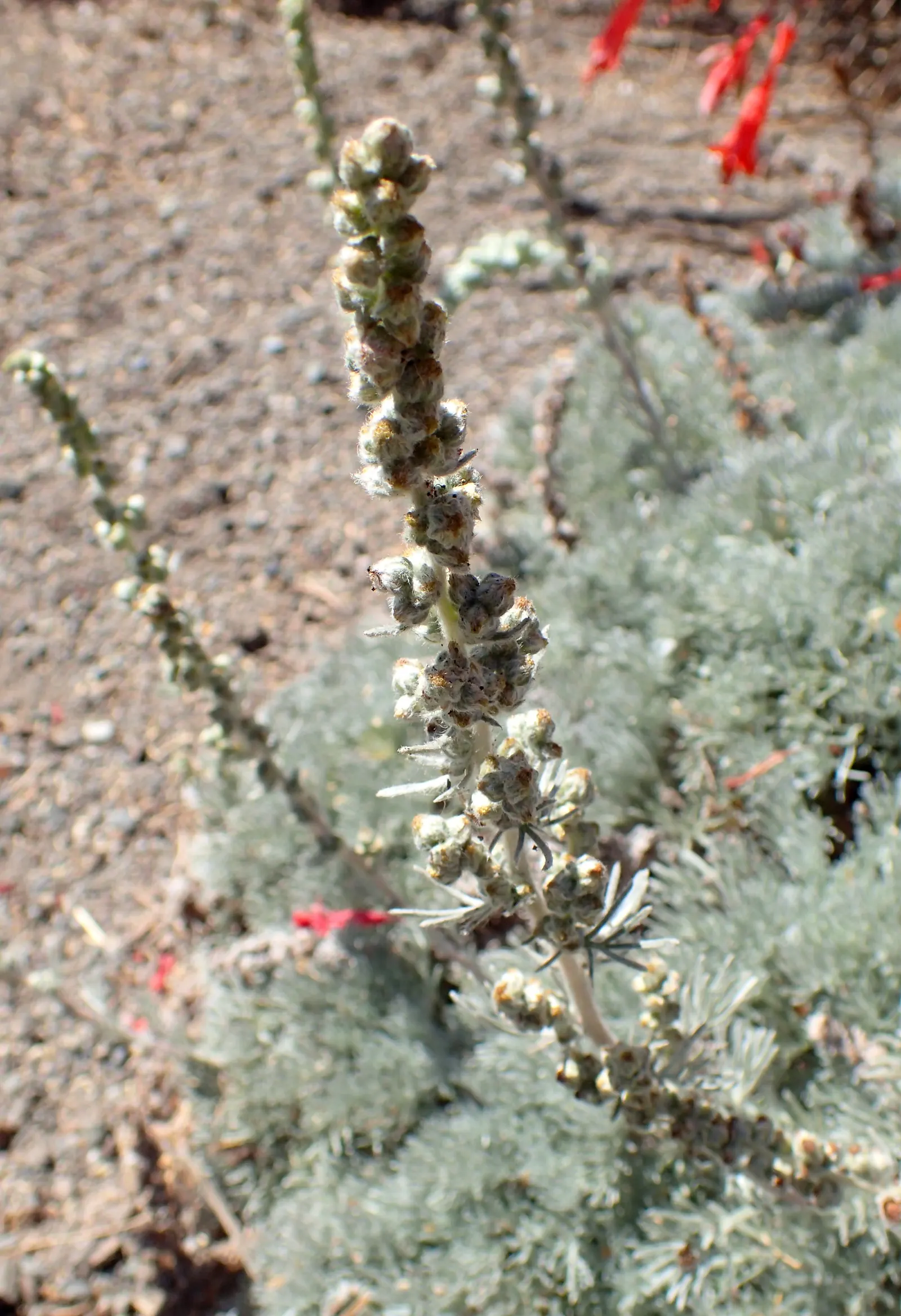 Sandhill Sage, Coast Sagebrush (Artemisia Pycnocephala) — narrow leaves that emit a distinct