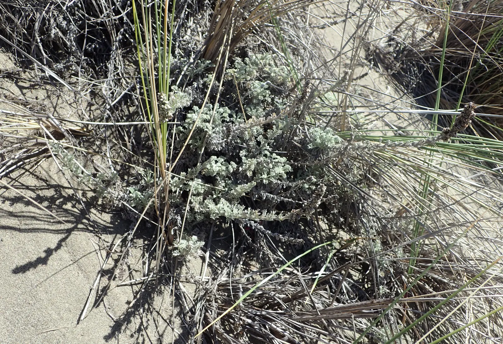 Sandhill Sage, Coast Sagebrush (Artemisia Pycnocephala) — scientifically known as Artemisia pycnocephala