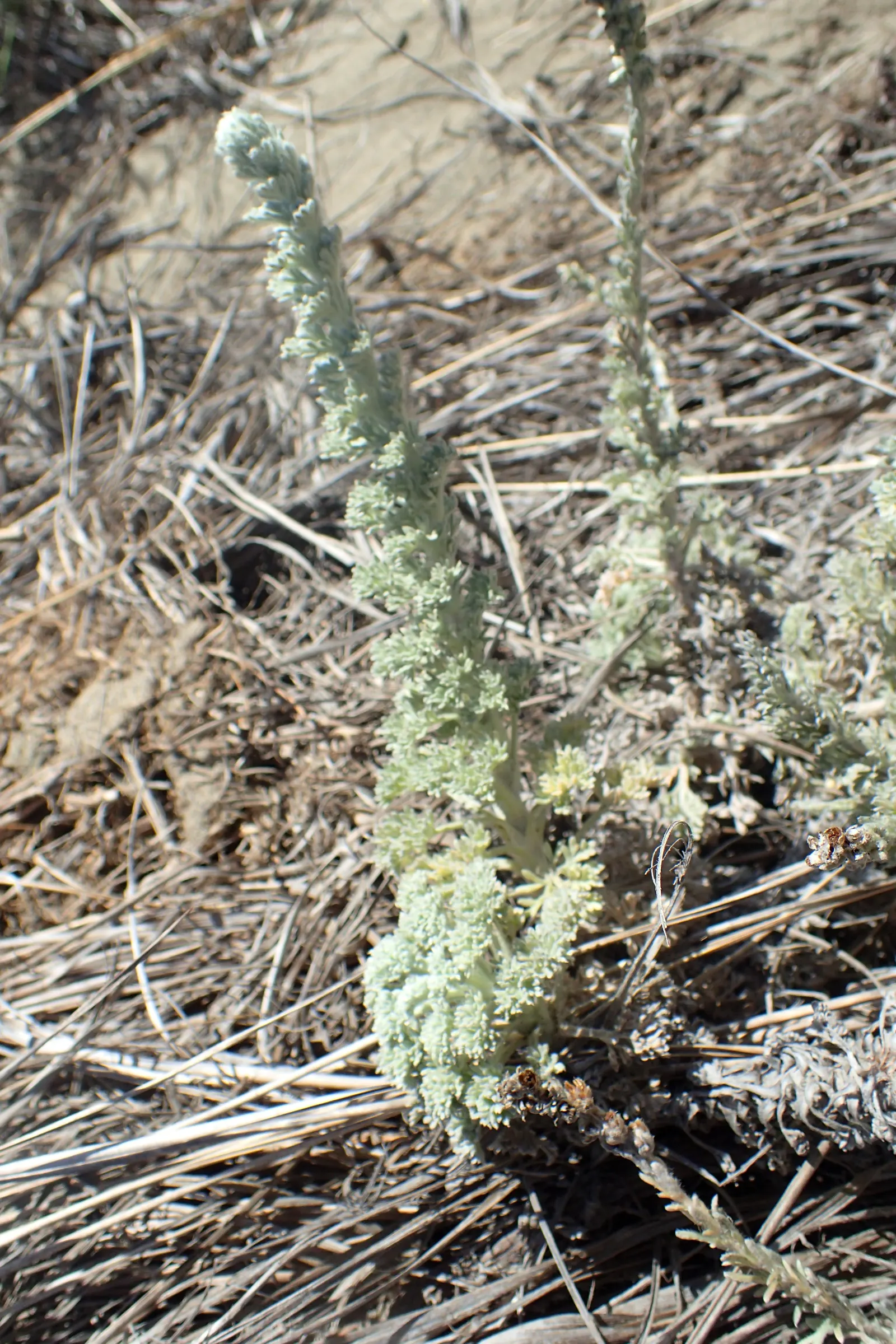 Sandhill Sage, Coast Sagebrush (Artemisia Pycnocephala) — offering erosion control and year-round interest with its aromatic leaves