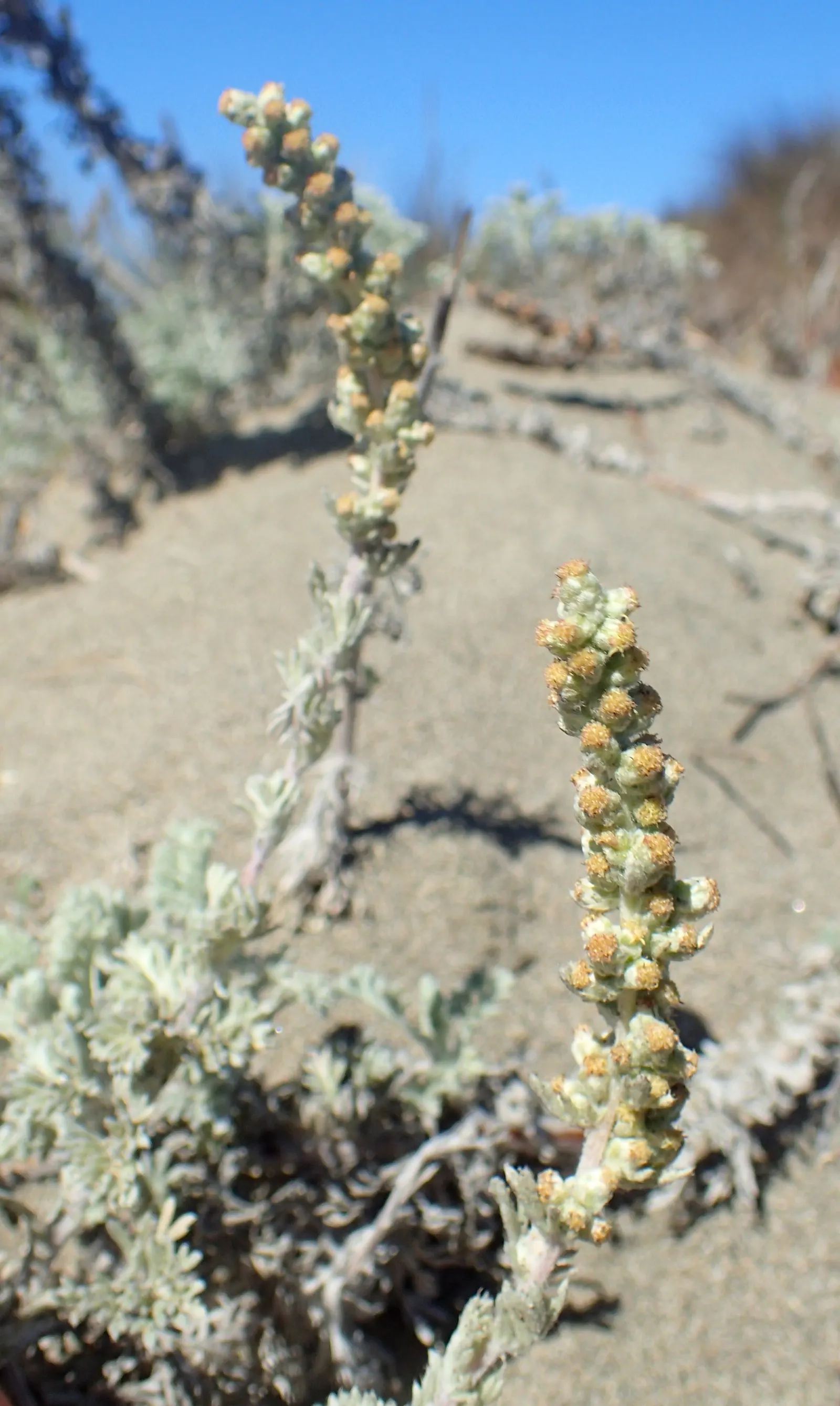 Sandhill Sage, Coast Sagebrush (Artemisia Pycnocephala) — Distinguished by its dense, silvery-grey foliage, it typically grows 1-3 feet high and spreads 2-4