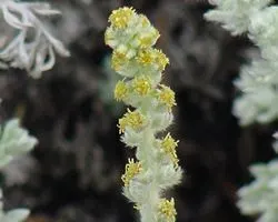 Sandhill Sage, Coast Sagebrush (Artemisia Pycnocephala) — is a perennial shrub that embodies the quintessential charm of coastal plant species