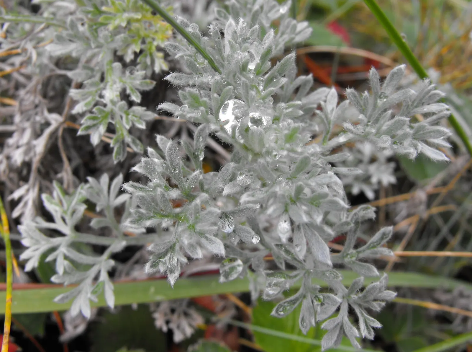 Sandhill Sage, Coast Sagebrush (Artemisia Pycnocephala) — with a similar spread of 1 to 3 feet