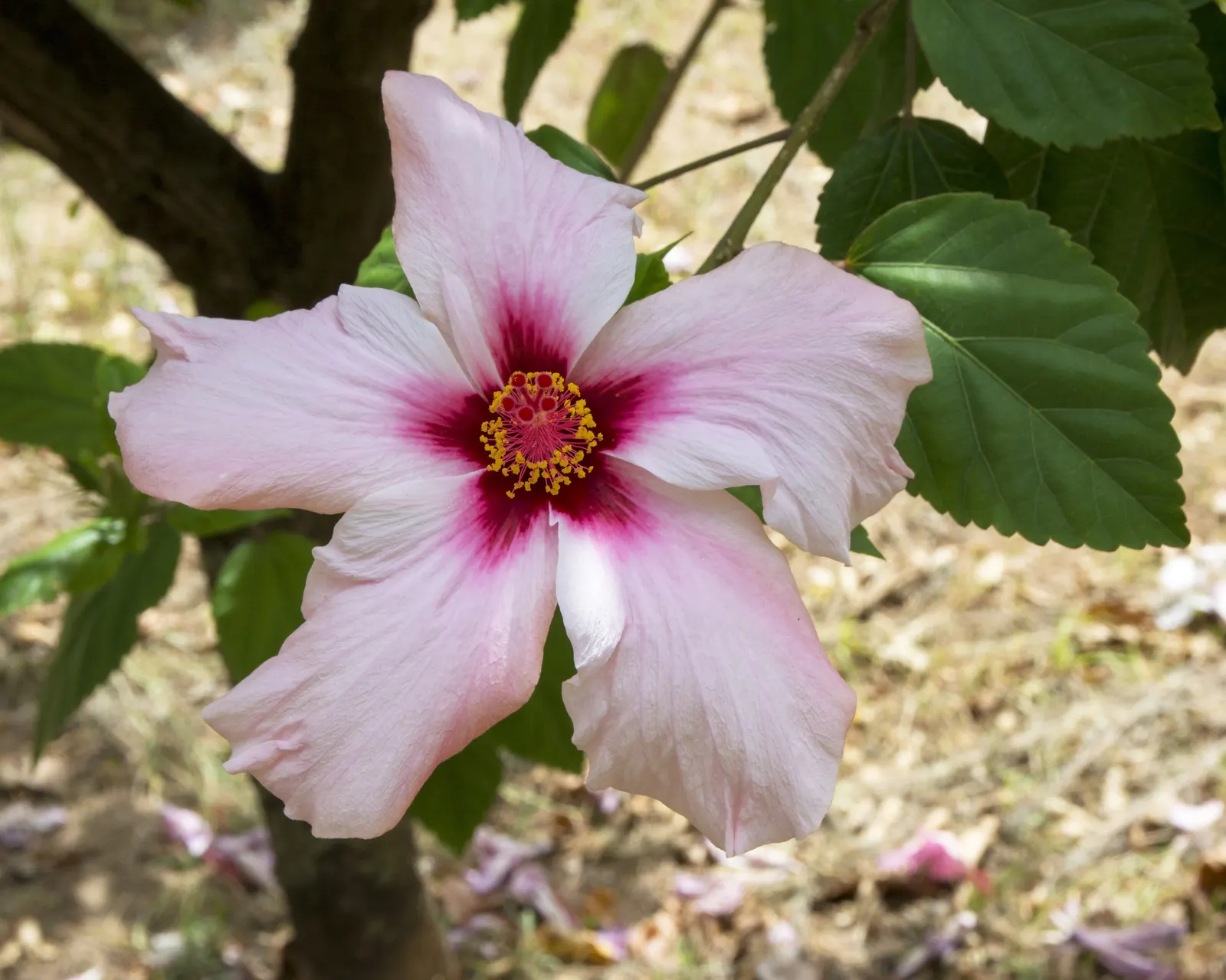 Hibiscus (Hibiscus Rosa-Sinensis 'Kona') — Prefers well-drained soil and moderate watering; pink flowers in the garden, image 58