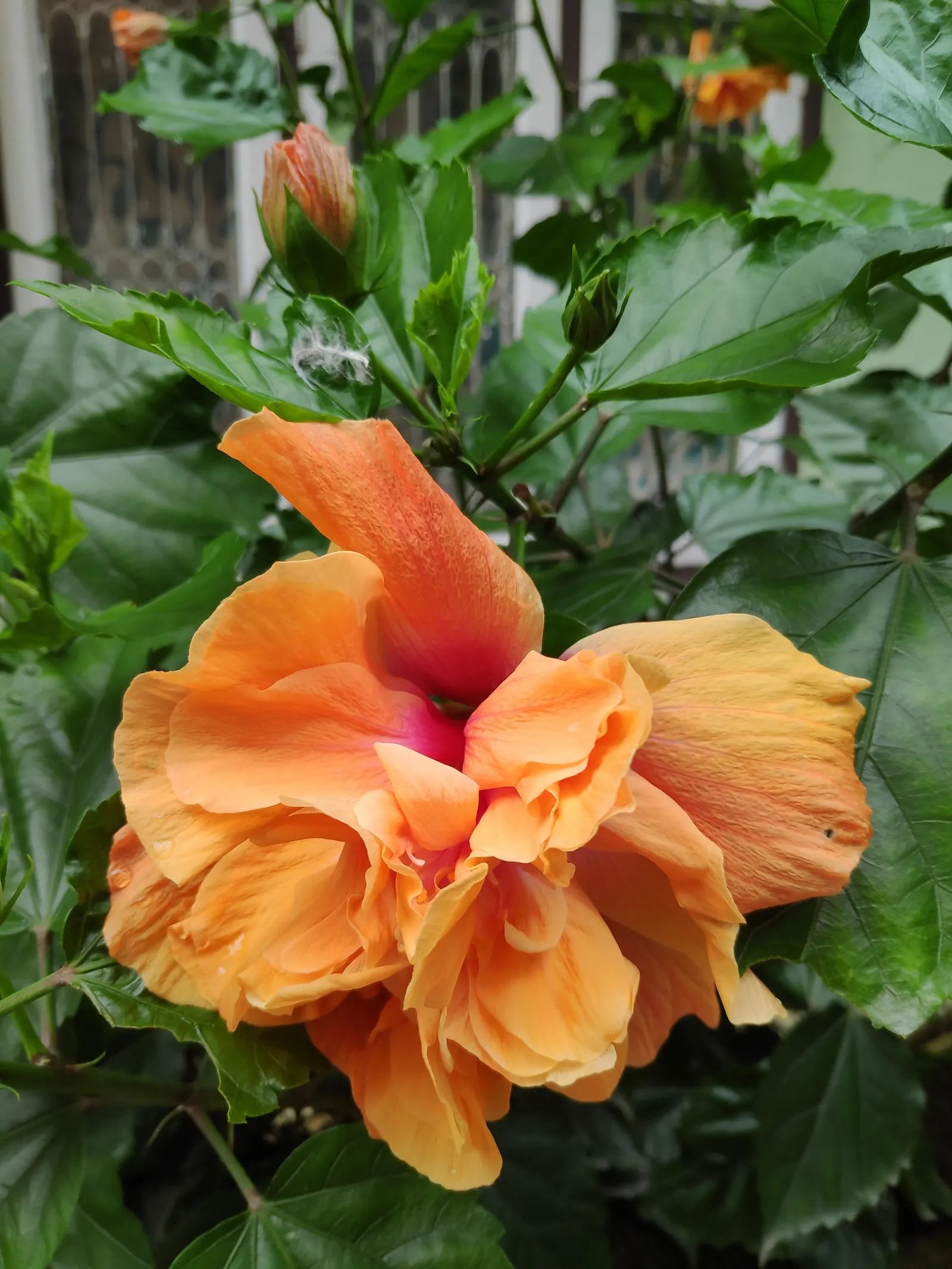 Hibiscus (Hibiscus Rosa-Sinensis 'Kona') — Regular watering is essential to maintain its vigor