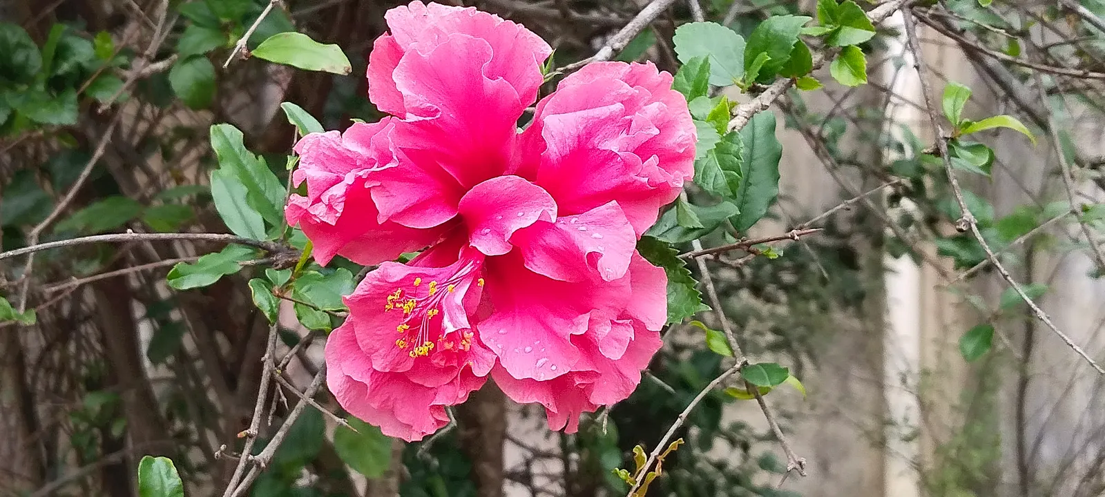 Hibiscus (Hibiscus Rosa-Sinensis 'Kona') — which can grow up to 6 inches long