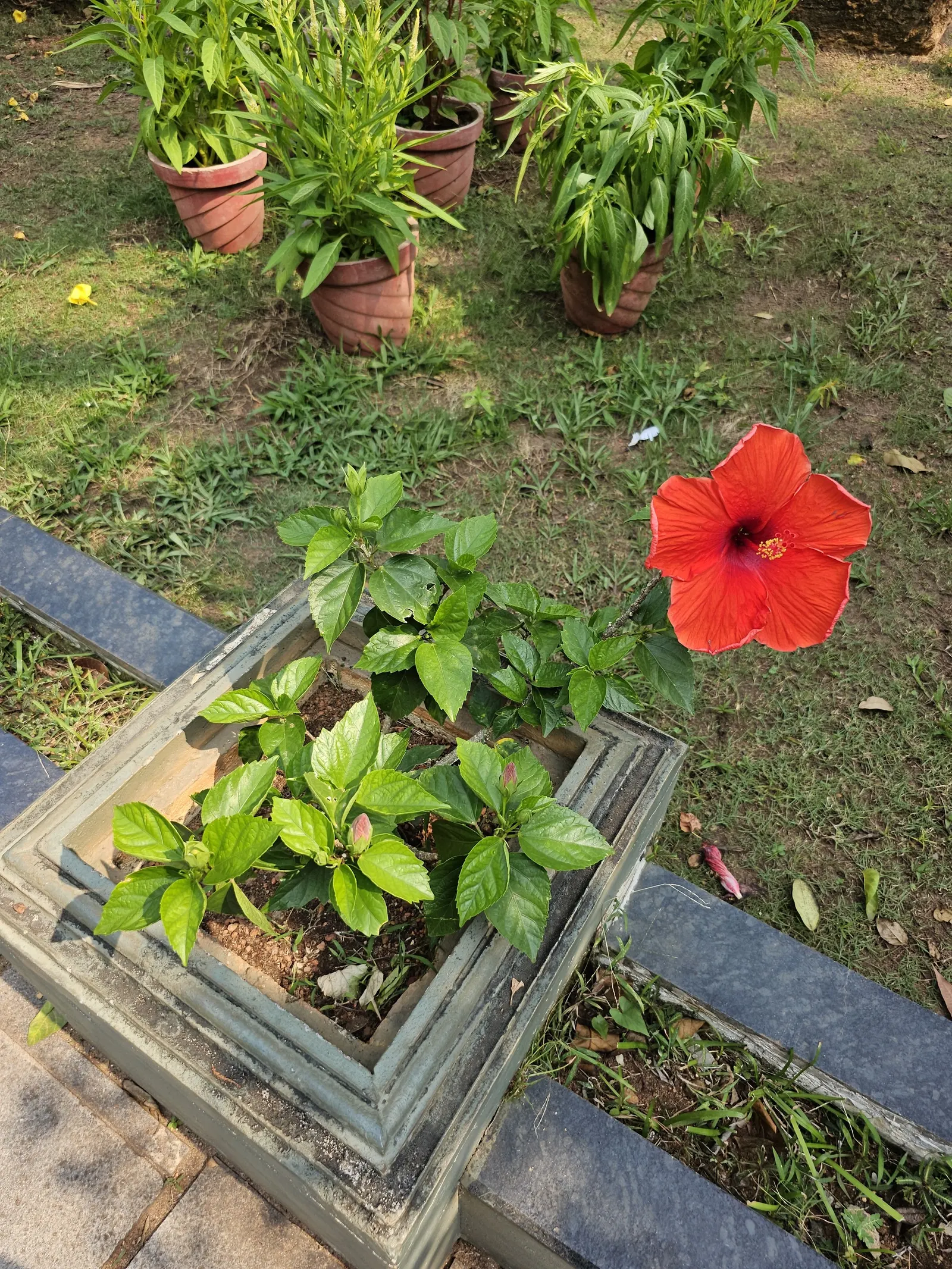 Hibiscus (Hibiscus Rosa-Sinensis 'Kona') — the 'Kona' is suited for warmer regions and can be grown in cooler climates if moved indoors during the winter