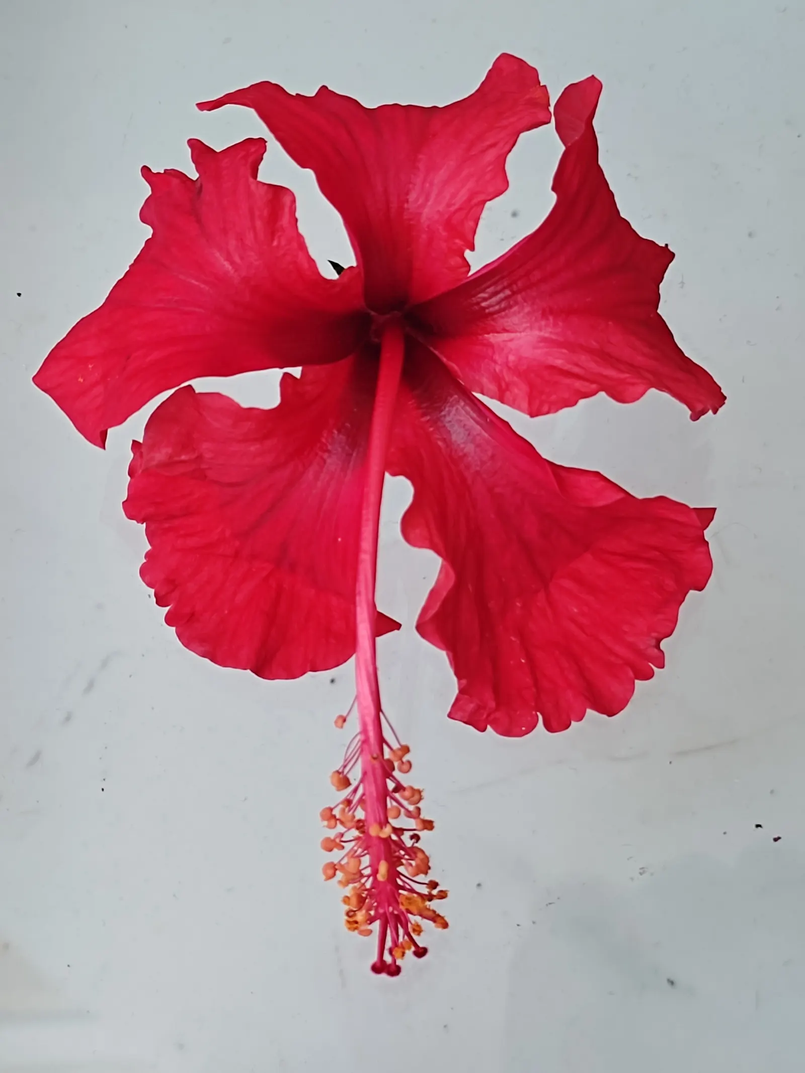 Hibiscus (Hibiscus Rosa-Sinensis 'Kona') — Frost-sensitive, it adds a bold splash of color to mixed borders or as a striking container specimen, image 59