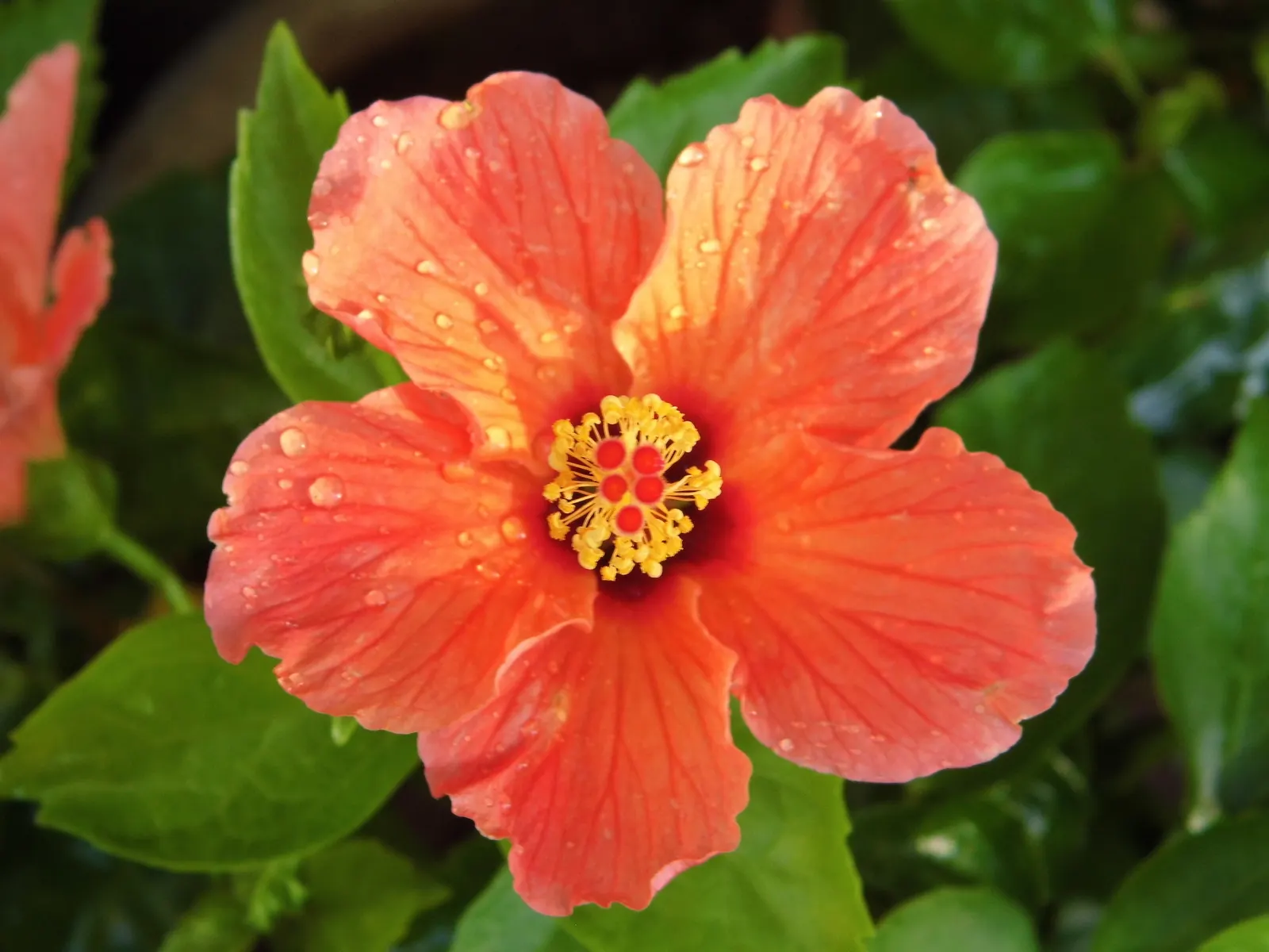 Hibiscus (Hibiscus Rosa-Sinensis 'Kona') — shrub with pink blooms