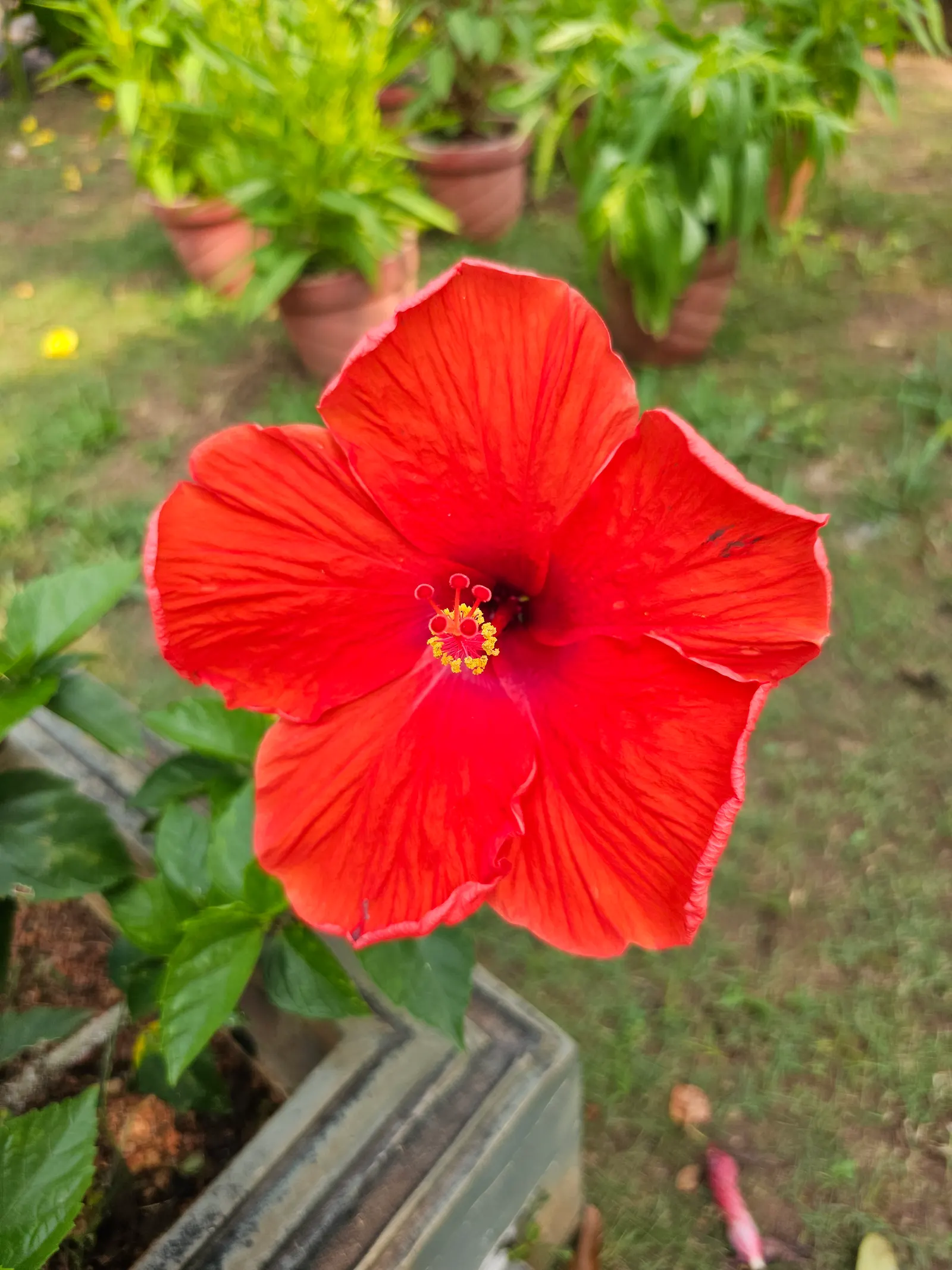 Hibiscus (Hibiscus Rosa-Sinensis 'Kona') — with a blooming season that extends from spring to fall.<br><br>Hardy in USDA zones 9 to 11