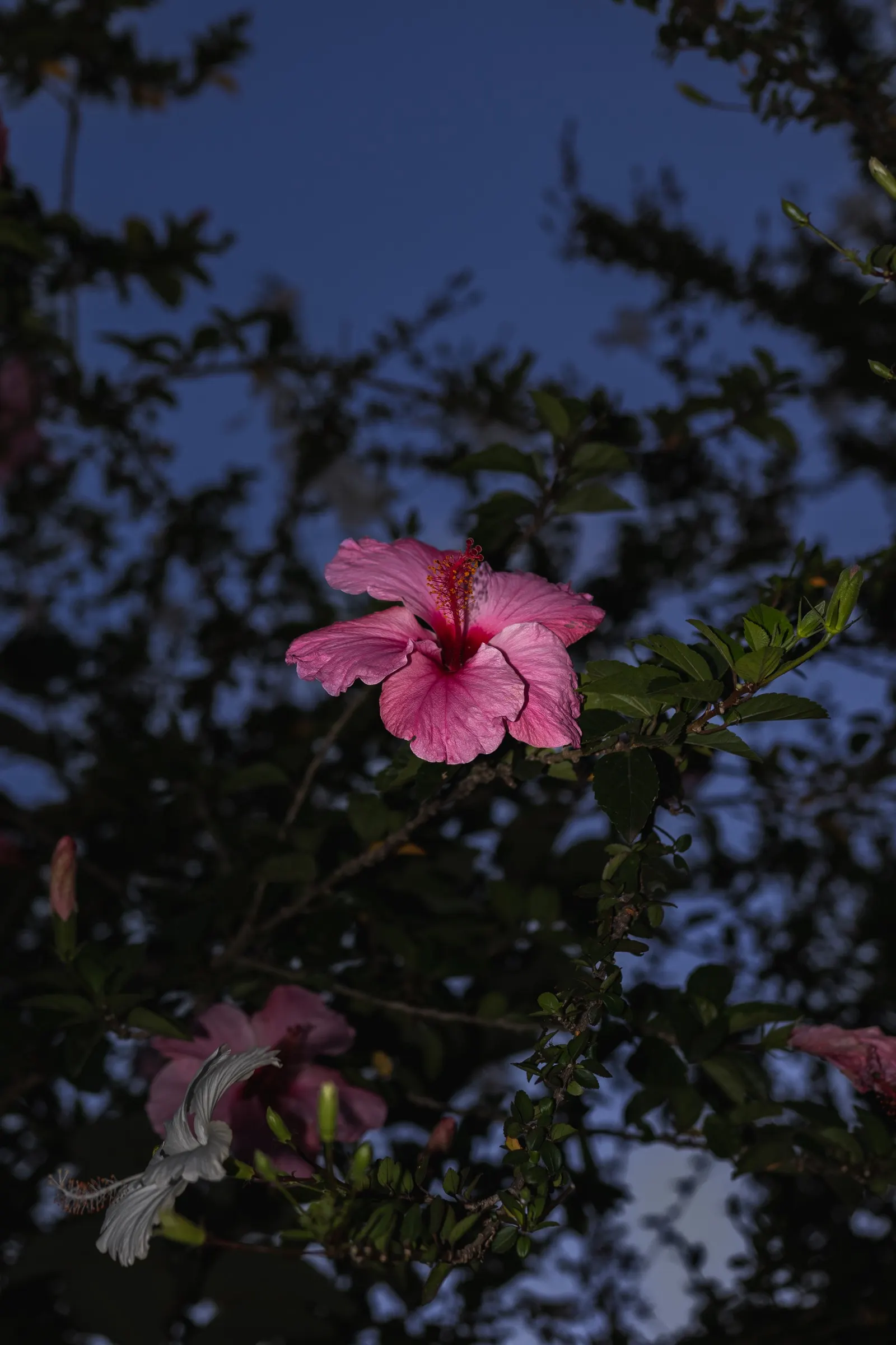 Hibiscus (Hibiscus Rosa-Sinensis 'Kona') — Hibiscus rosa-sinensis 'Kona' is a vibrant evergreen shrub