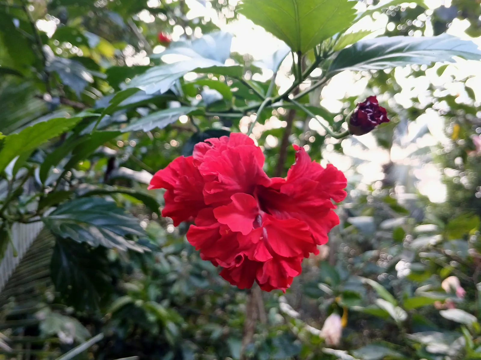 Hibiscus (Hibiscus Rosa-Sinensis 'Kona') — which is where its moniker 'Kona' originates