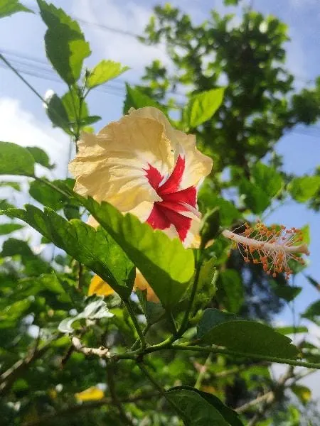 Hibiscus (Hibiscus Rosa-Sinensis 'Kona') — Frost-sensitive, it adds a bold splash of color to mixed borders or as a striking container specimen, image 32