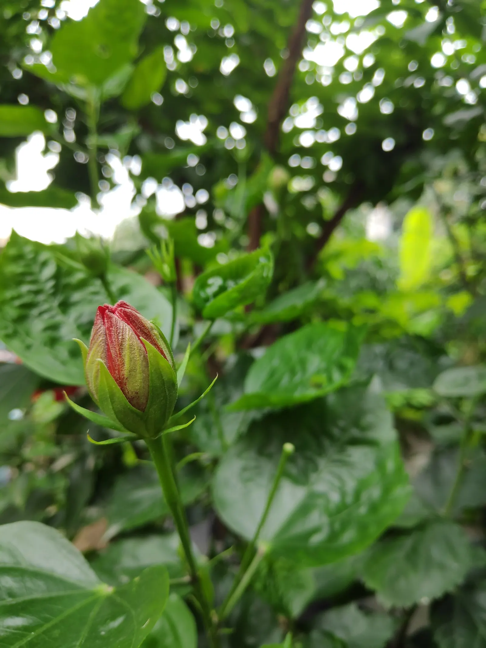 Hibiscus (Hibiscus Rosa-Sinensis 'Kona') — The Hibiscus rosa-sinensis 'Kona' is a vibrantly flowering shrub; this hibiscus cultivar forms an upright