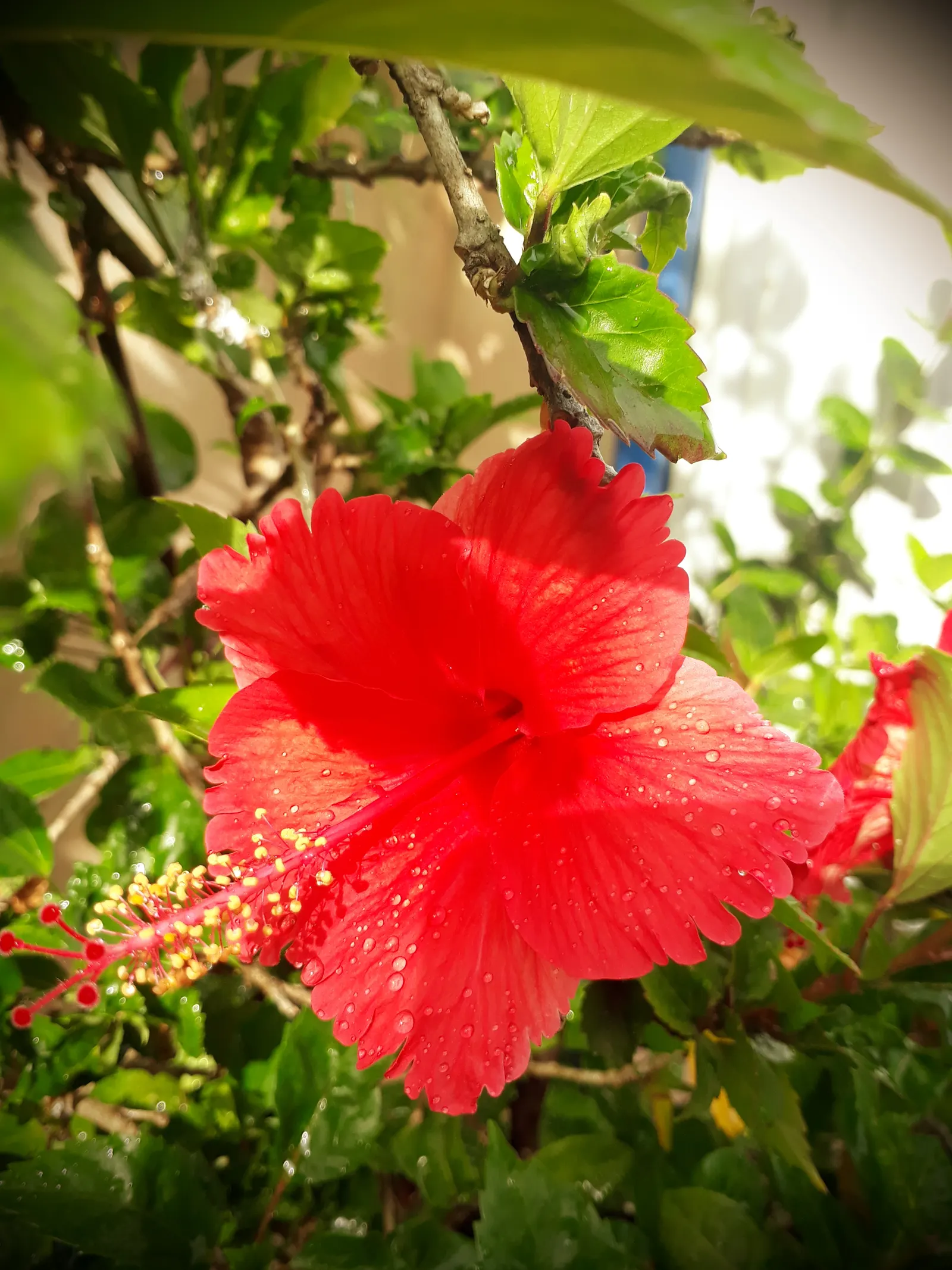Hibiscus (Hibiscus Rosa-Sinensis 'Kona') — emphasize its easy maintenance and grandeur that will elevate the aesthetics of their garden year after year; ideal