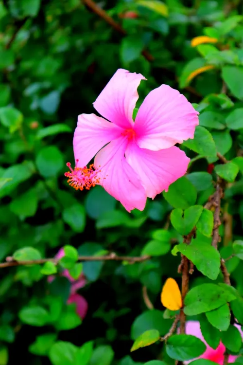 Hibiscus (Hibiscus Rosa-Sinensis 'Kona') — Ideal for a tropical theme, this plant thrives in full sun, reaching 4-8 feet in height and 3-4 feet in width; it is